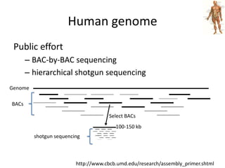 Human genomePublic effortBAC-by-BAC sequencinghierarchical shotgun sequencingGenomeBACsSelect BACs100-150 kb shotgun sequencinghttp://www.cbcb.umd.edu/research/assembly_primer.shtml