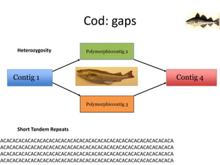 Cod: gapsPolymorphiccontig 2HeterozygosityContig 4Contig 1Polymorphiccontig 3Short Tandem RepeatsACACACACACACACACACACACACACACACACACACACACACACACACACACACACACAACACACACACACACACACACACACACACACACACACACACACACACACACACACACACAACACACACACACACACACACACACACACACACACACACACACACACACACACACACACAACACACACACACACACACACACACACACACACACACACACACACACACACACACACACA