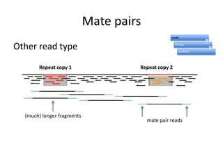 Mate pairsOther read typeRepeat copy 1Repeat copy 2(much) longer fragmentsmate pair reads