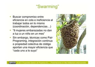 “Swarming”

  Buscar compromiso entre
   eficiencia en cola e ineficiencia al
   trabajar todos en lo mismo
   (coordinación, dependencias…)
  “9 mujeres embarazadas no dan
   a luz a un niño en un mes”
  Sin embargo, técnicas como Pair
   Programing, integración continua
   o propiedad colectiva de código
   aportan una mayor eficiencia que
   “cada uno a lo suyo”



      © 2011 Proyectalis Gestión de Proyectos S.L. – Presentaciones en http://slideshare.net/proyectalis
 