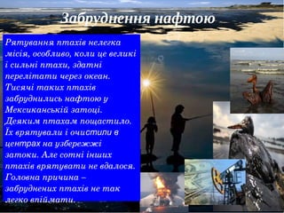 Рятування птахів нелегка 
місія, особливо, коли це великі 
і сильні птахи, здатні 
перелітати через океан. 
Тисячі таких птахів 
забруднились нафтою у 
Мексиканській затоці. 
Деяким птахам пощастило. 
Їх врятували і очистили в 
центрах на узбережжі 
затоки. Але сотні інших 
птахів врятувати не вдалося. 
Головна причина – 
забруднених птахів не так 
легко впіймати.
 
