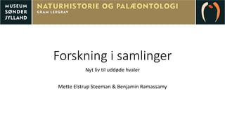 Forskning i samlinger
Nyt liv til uddøde hvaler
Mette Elstrup Steeman & Benjamin Ramassamy
 