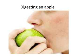 Digesting an apple
 