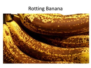 Rotting Banana
 