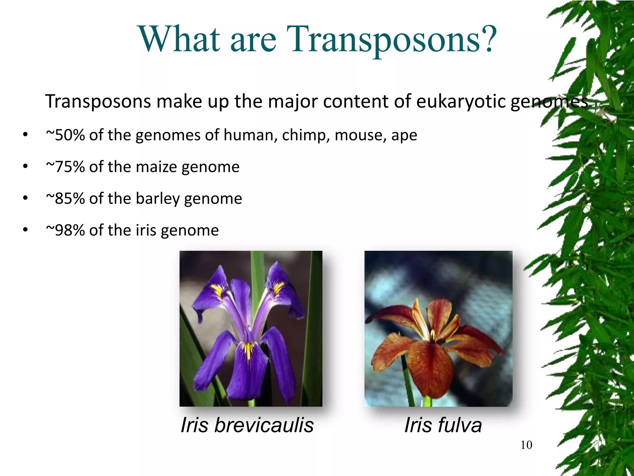 What are Transposons?
  Transposons make up the major content of eukaryotic genomes
• ~50% of the genomes of human, chimp, mouse, ape
• ~75% of the maize genome
• ~85% of the barley genome
• ~98% of the iris genome




                    Iris brevicaulis           Iris fulva
                                                            10
 
