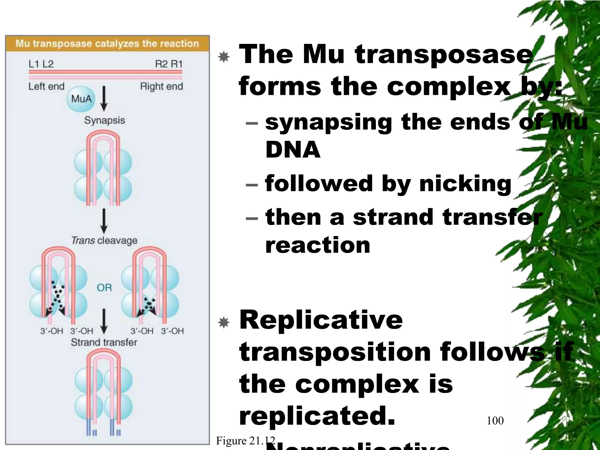    The Mu transposase
    forms the complex by:
      – synapsing the ends of Mu
        DNA
      – followed by nicking
      – then a strand transfer
        reaction


   Replicative
    transposition follows if
    the complex is
    replicated.       100
Figure 21.12
 