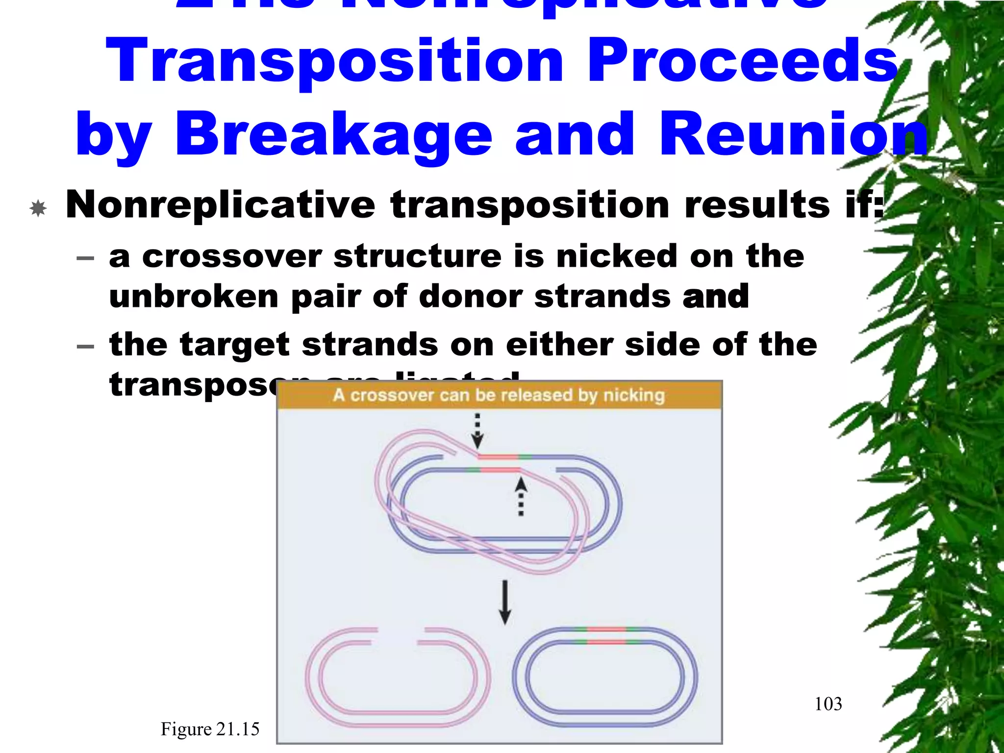21.8 Nonreplicative
     Transposition Proceeds
    by Breakage and Reunion
   Nonreplicative transposition results if:
    – a crossover structure is nicked on the
      unbroken pair of donor strands and
    – the target strands on either side of the
      transposon are ligated




                                             103
        Figure 21.15
 