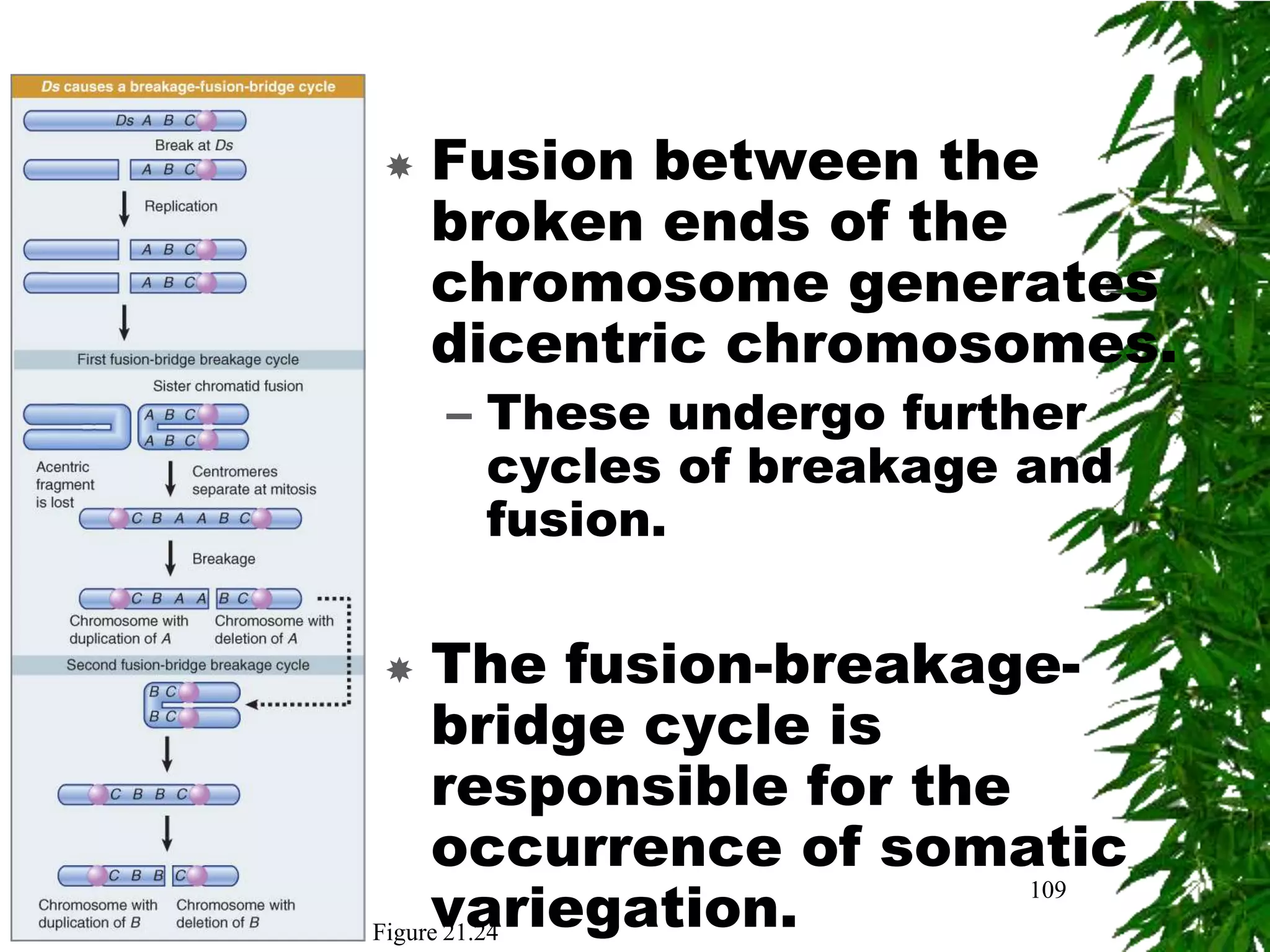    Fusion between the
    broken ends of the
    chromosome generates
    dicentric chromosomes.
    – These undergo further
      cycles of breakage and
      fusion.

    The fusion-breakage-
     bridge cycle is
     responsible for the
     occurrence of somatic
     variegation.
                         109
Figure 21.24
 