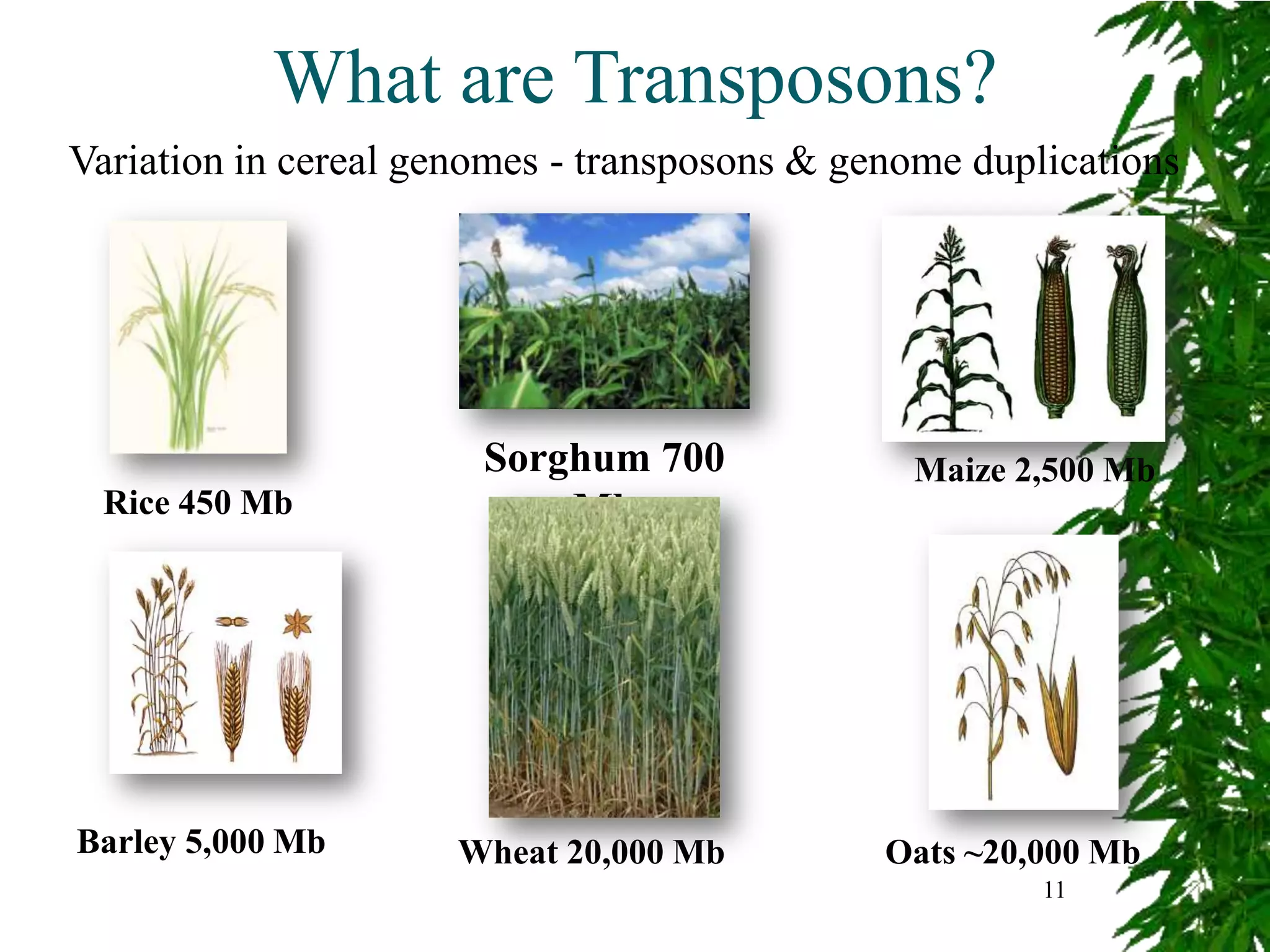 What are Transposons?
Variation in cereal genomes - transposons & genome duplications




                       Sorghum 700             Maize 2,500 Mb
 Rice 450 Mb               Mb




Barley 5,000 Mb       Wheat 20,000 Mb         Oats ~20,000 Mb
                                                       11
 
