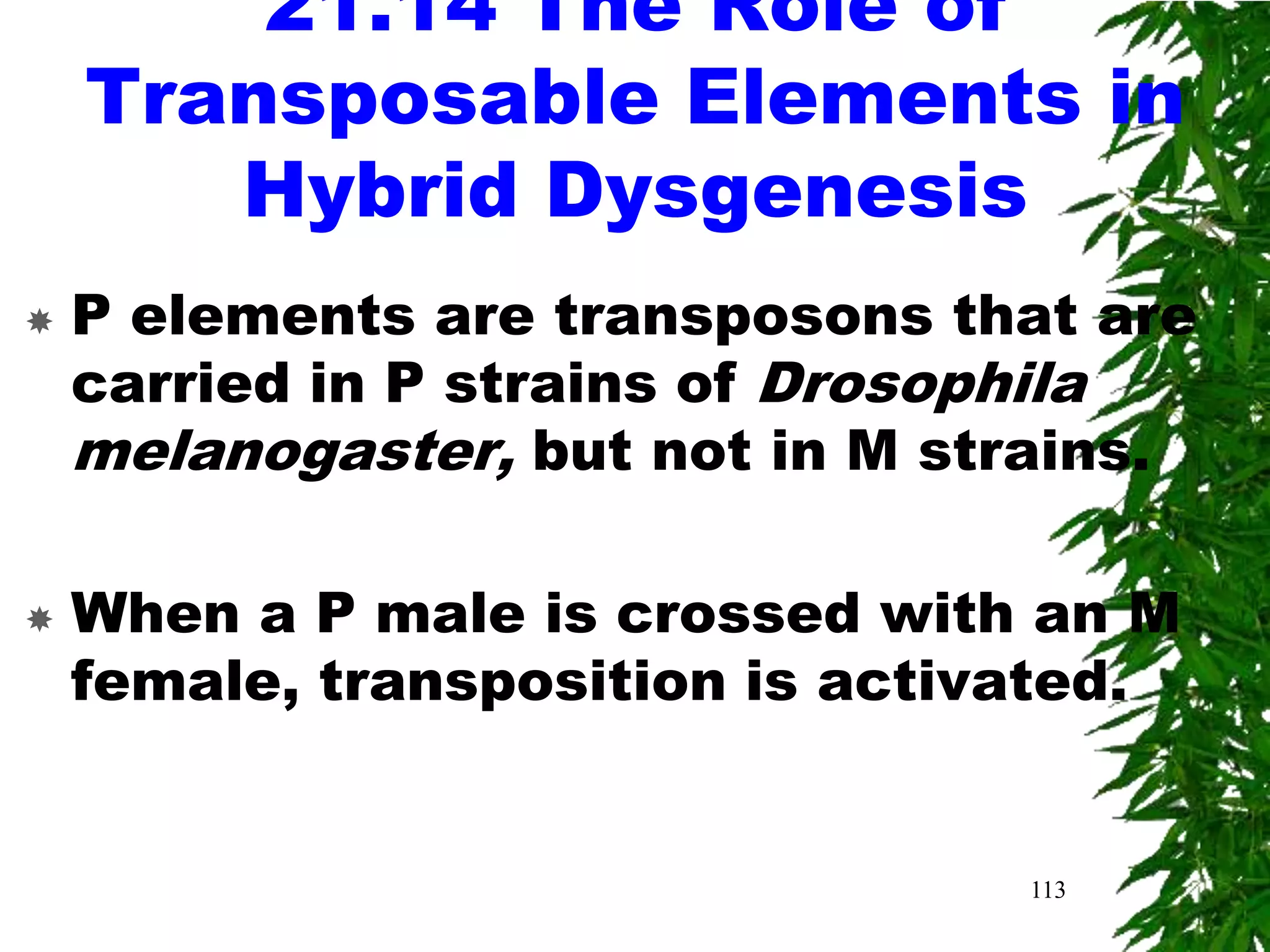 21.14 The Role of
    Transposable Elements in
       Hybrid Dysgenesis
   P elements are transposons that are
    carried in P strains of Drosophila
    melanogaster, but not in M strains.

   When a P male is crossed with an M
    female, transposition is activated.


                                  113
 