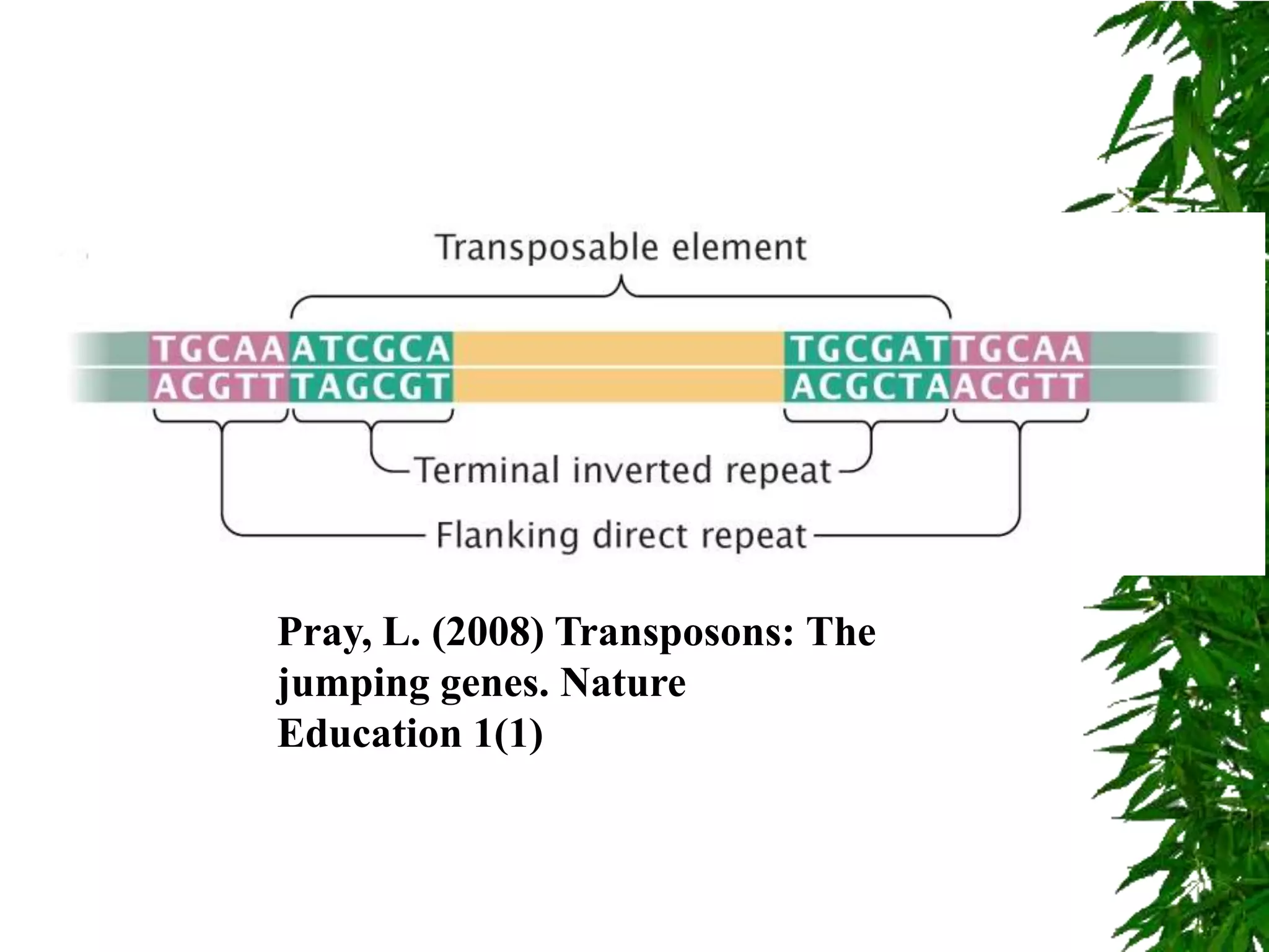 Pray, L. (2008) Transposons: The
jumping genes. Nature
Education 1(1)
 