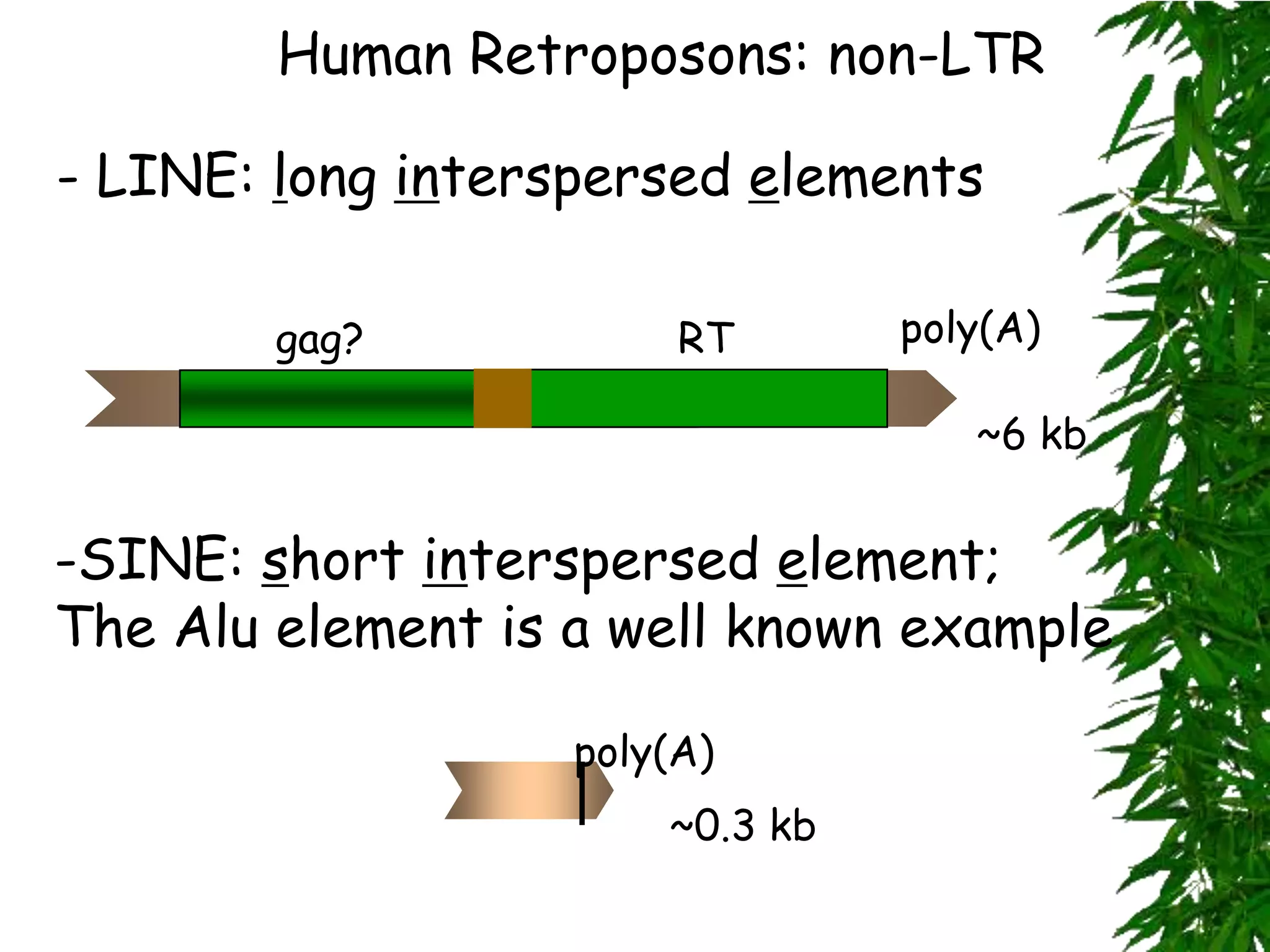 Human Retroposons: non-LTR

- LINE: long interspersed elements

        gag?            RT       poly(A)

                                    ~6 kb


-SINE: short interspersed element;
The Alu element is a well known example

                   poly(A)
                       ~0.3 kb
 