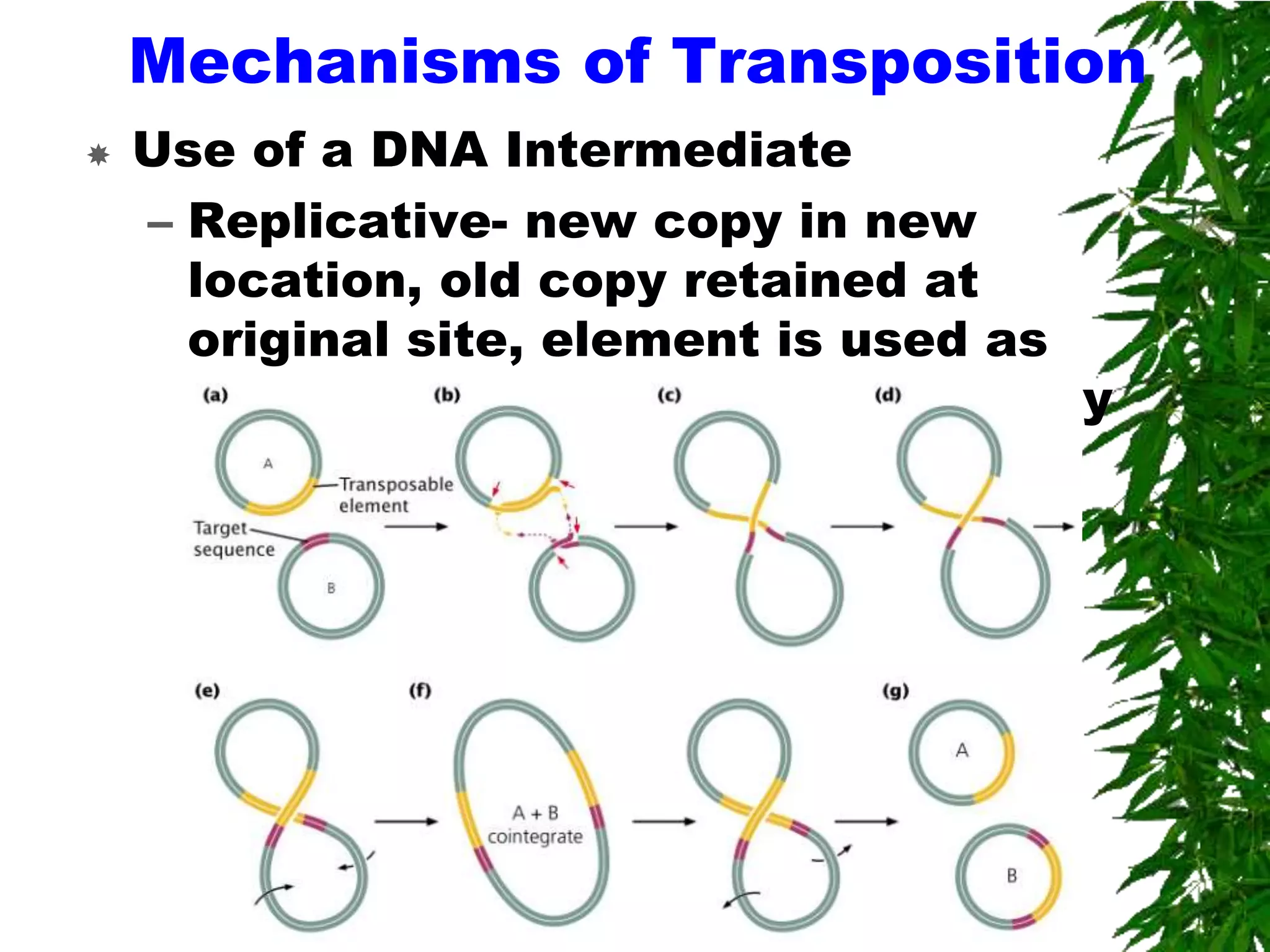 Mechanisms of Transposition
   Use of a DNA Intermediate
    – Replicative- new copy in new
      location, old copy retained at
      original site, element is used as
      template to produce the new copy
 