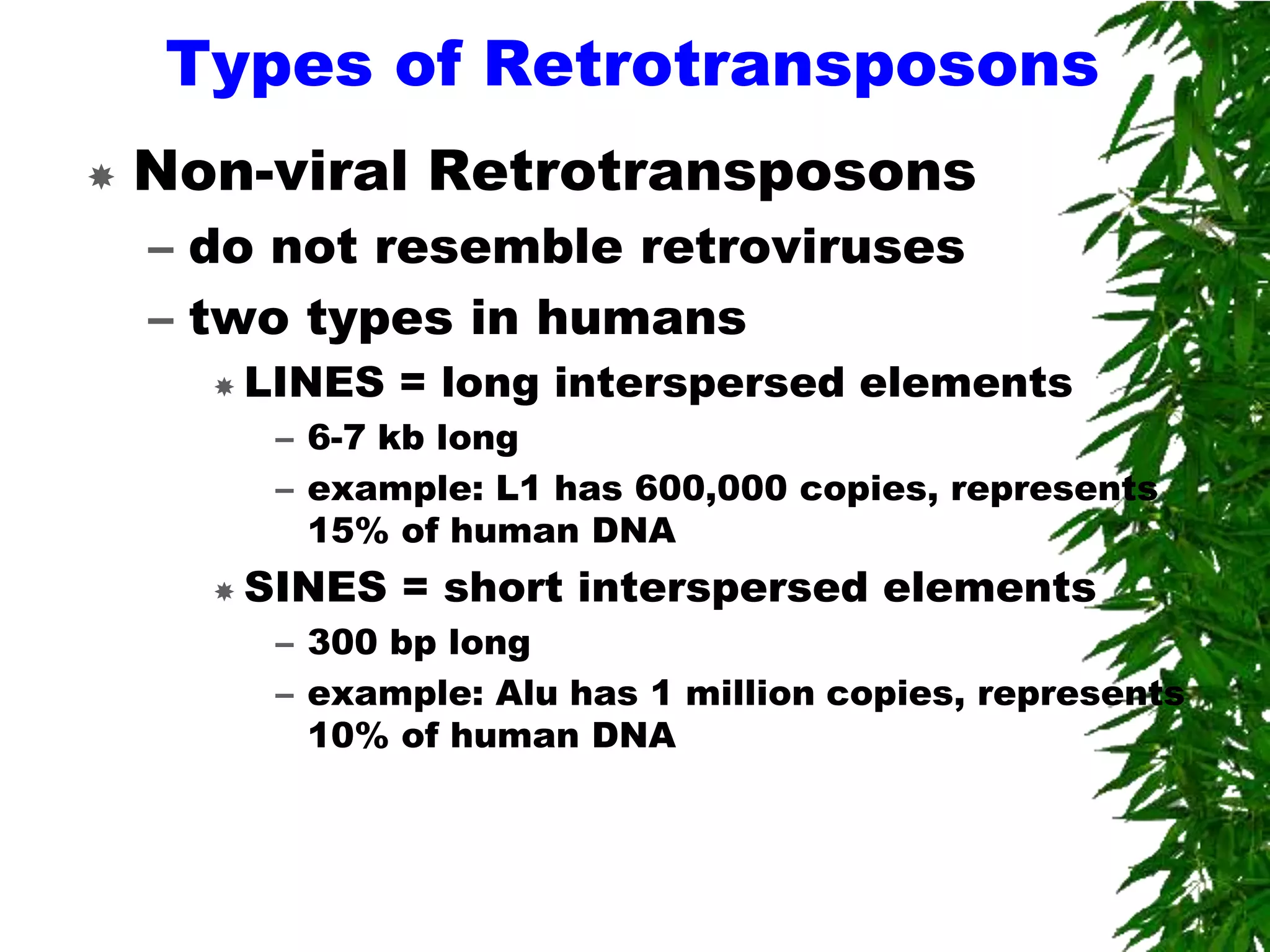 Types of Retrotransposons
   Non-viral Retrotransposons
    – do not resemble retroviruses
    – two types in humans
       LINES   = long interspersed elements
        – 6-7 kb long
        – example: L1 has 600,000 copies, represents
          15% of human DNA
       SINES   = short interspersed elements
        – 300 bp long
        – example: Alu has 1 million copies, represents
          10% of human DNA
 