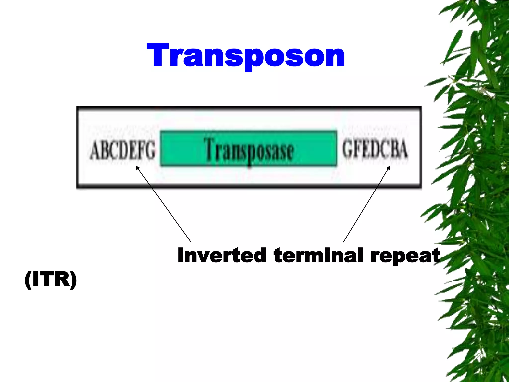 Transposon




         inverted terminal repeat
(ITR)
 