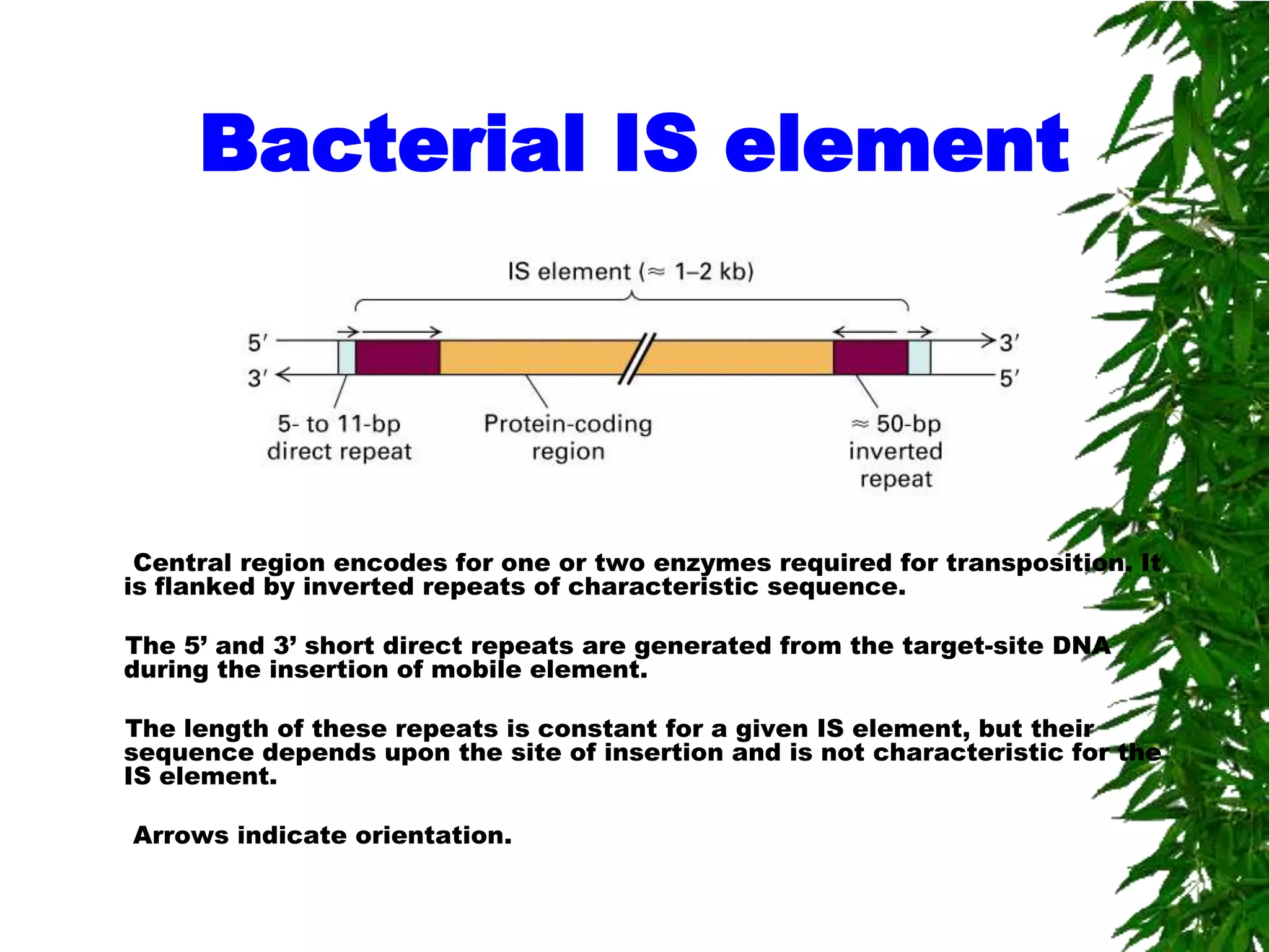 Bacterial IS element




 Central region encodes for one or two enzymes required for transposition. It
is flanked by inverted repeats of characteristic sequence.

The 5’ and 3’ short direct repeats are generated from the target-site DNA
during the insertion of mobile element.

The length of these repeats is constant for a given IS element, but their
sequence depends upon the site of insertion and is not characteristic for the
IS element.

Arrows indicate orientation.
 