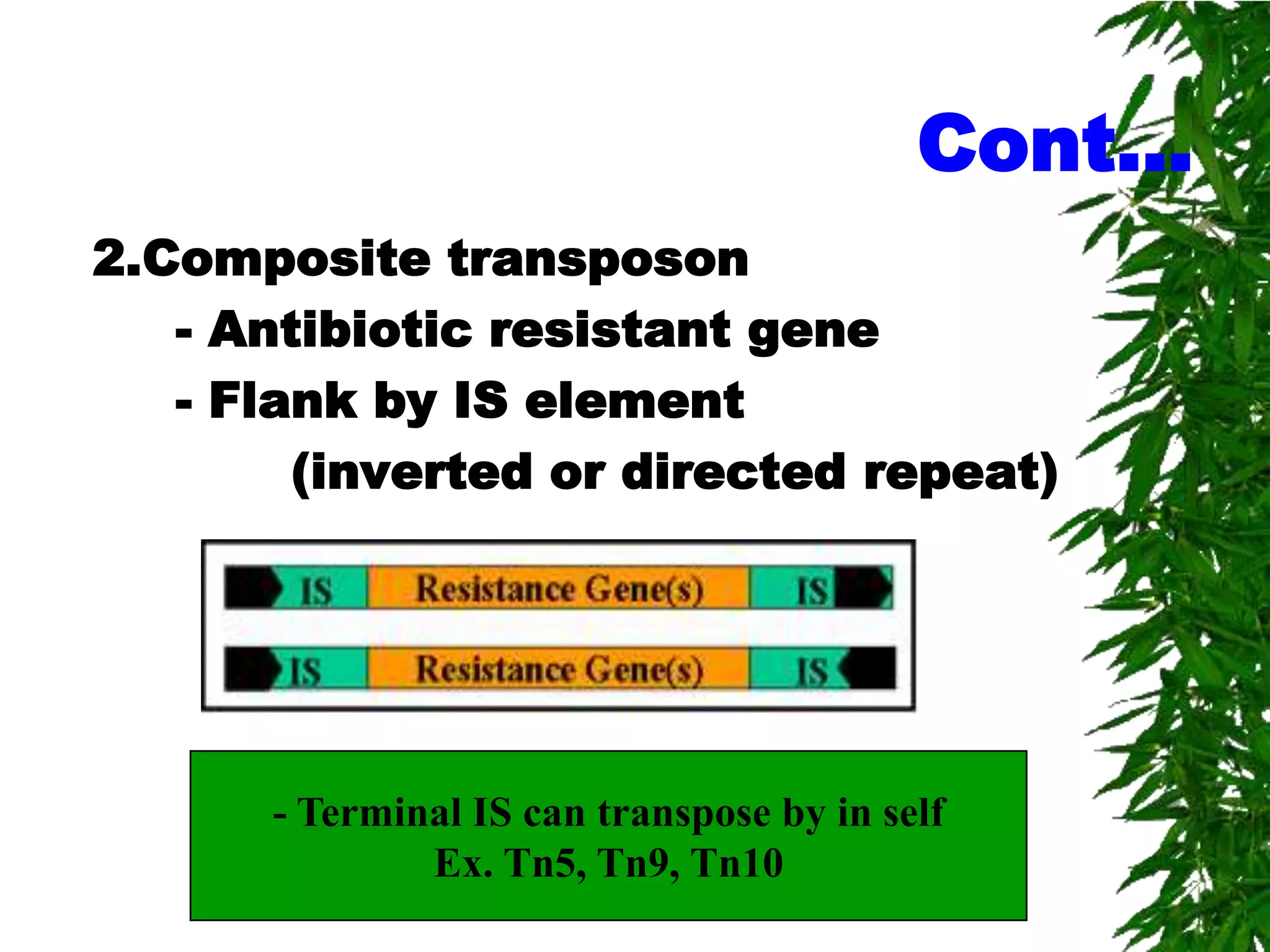 Cont…
2.Composite transposon
   - Antibiotic resistant gene
   - Flank by IS element
        (inverted or directed repeat)




      - Terminal IS can transpose by in self
              Ex. Tn5, Tn9, Tn10
 