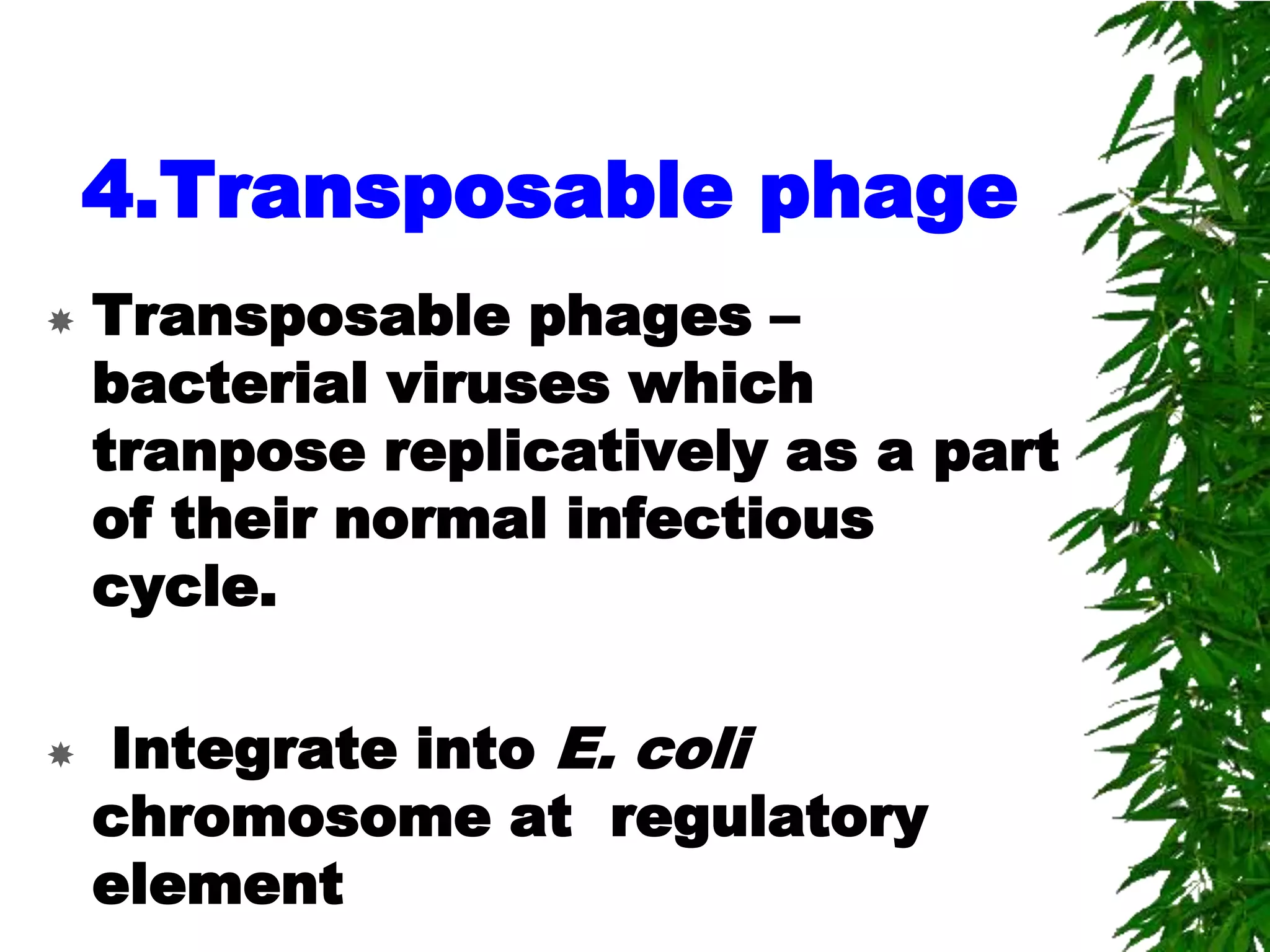 4.Transposable phage
   Transposable phages –
    bacterial viruses which
    tranpose replicatively as a part
    of their normal infectious
    cycle.

   Integrate into E. coli
    chromosome at regulatory
    element
 