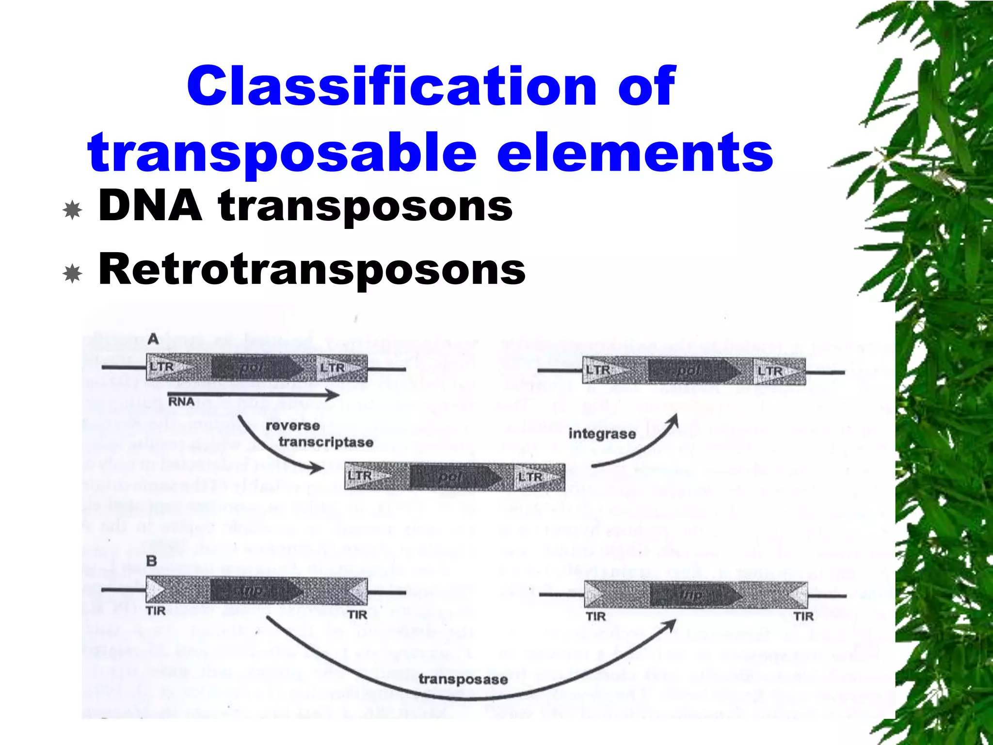 Classification of
    transposable elements
 DNA transposons
 Retrotransposons
 