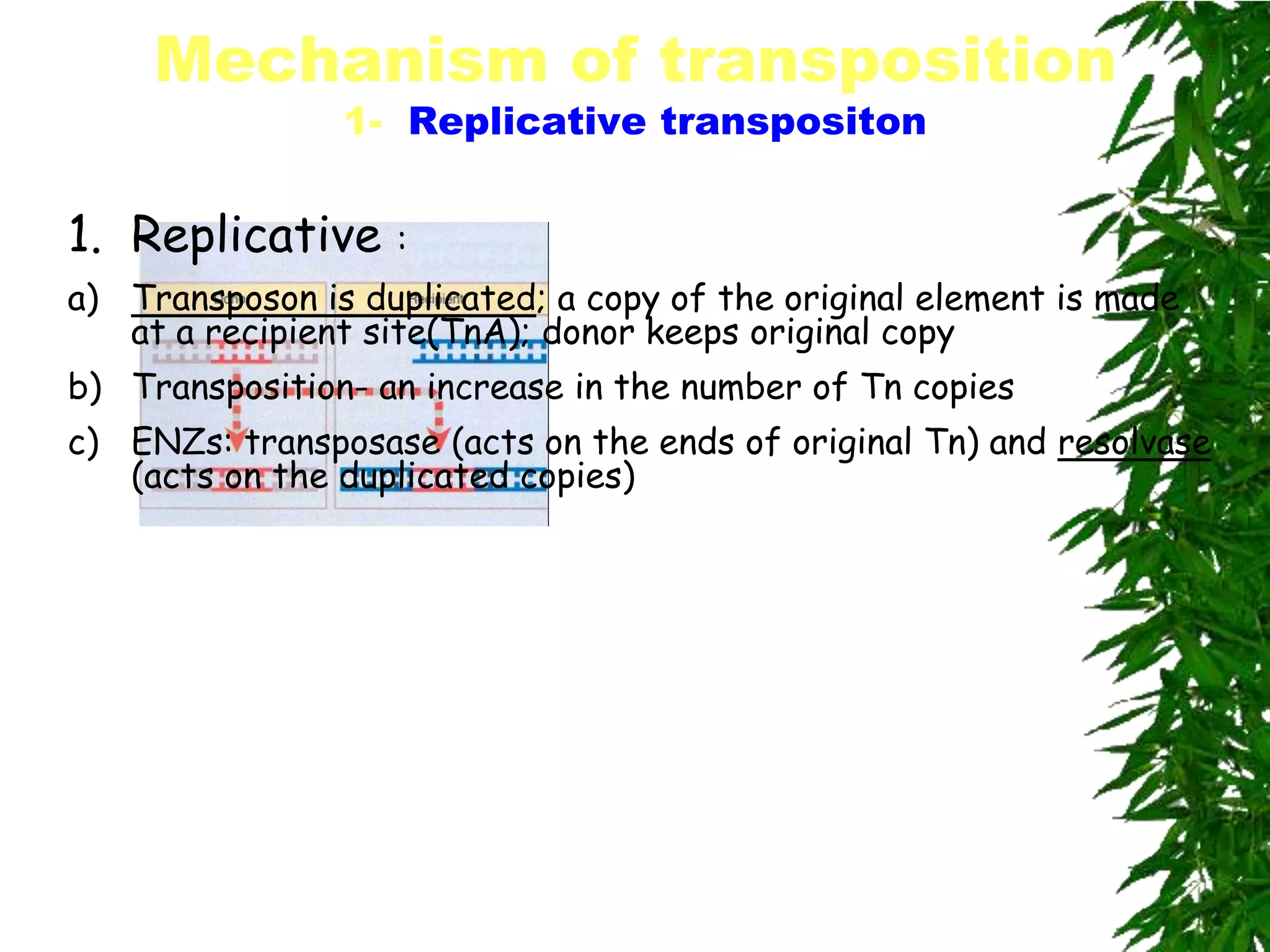Mechanism of transposition
                1- Replicative transpositon


1. Replicative     :
a) Transposon is duplicated; a copy of the original element is made
   at a recipient site(TnA); donor keeps original copy
b) Transposition- an increase in the number of Tn copies
c) ENZs: transposase (acts on the ends of original Tn) and resolvase
   (acts on the duplicated copies)
 