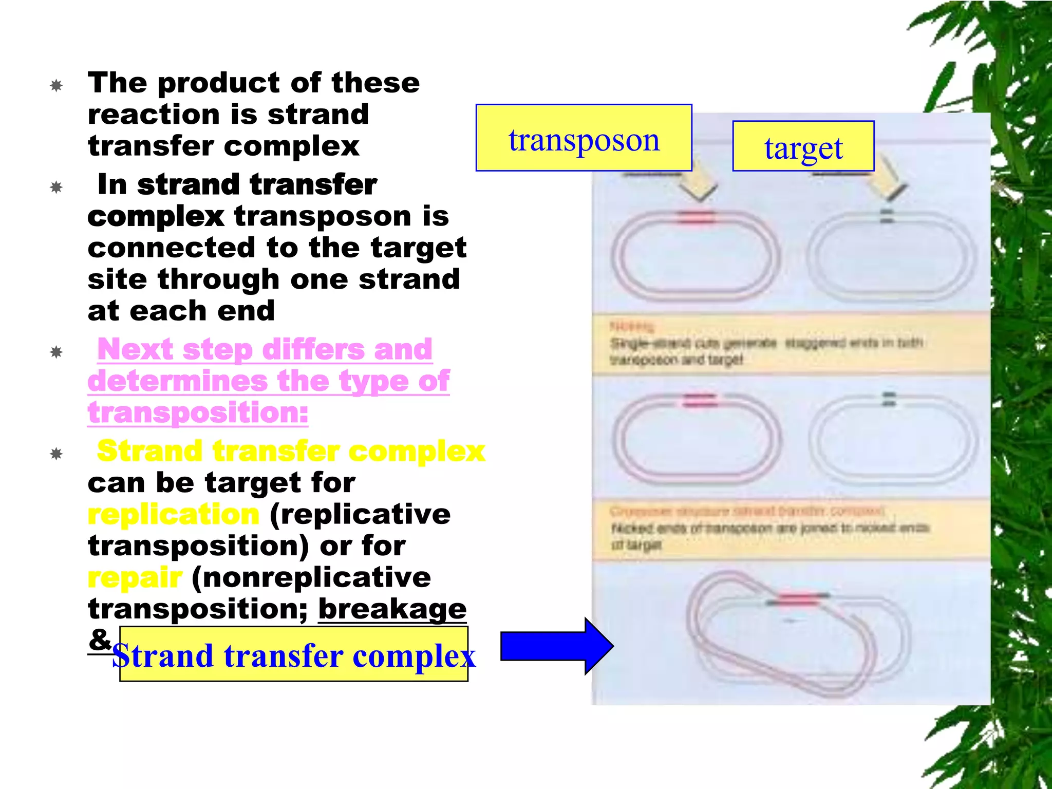    The product of these
    reaction is strand
    transfer complex         transposon   target
    In strand transfer
    complex transposon is
    connected to the target
    site through one strand
    at each end
    Next step differs and
    determines the type of
    transposition:
    Strand transfer complex
    can be target for
    replication (replicative
    transposition) or for
    repair (nonreplicative
    transposition; breakage
    & reunion)
     Strand transfer complex
 