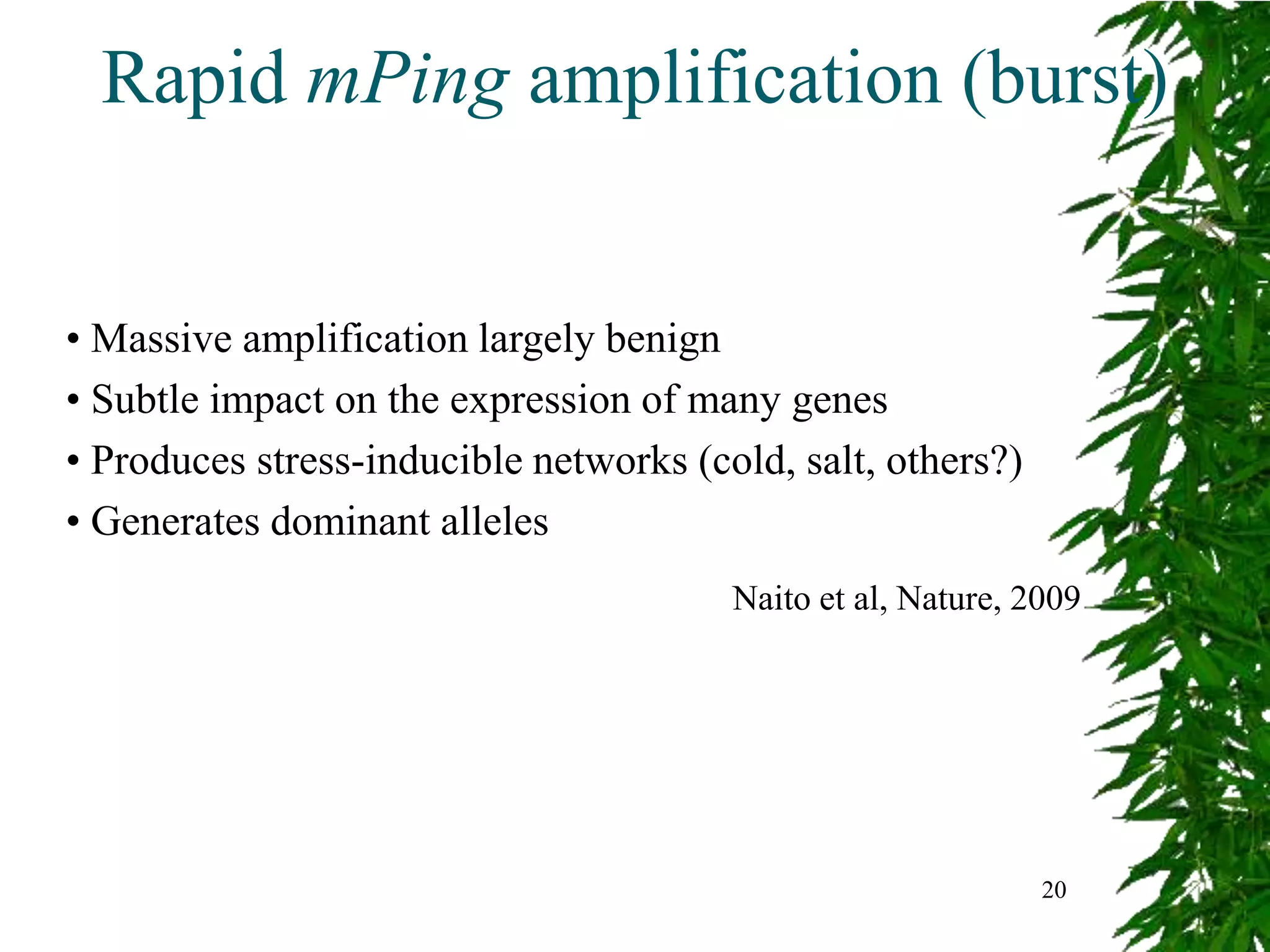 Rapid mPing amplification (burst)


• Massive amplification largely benign
• Subtle impact on the expression of many genes
• Produces stress-inducible networks (cold, salt, others?)
• Generates dominant alleles
                                        Naito et al, Nature, 2009




                                                              20
 