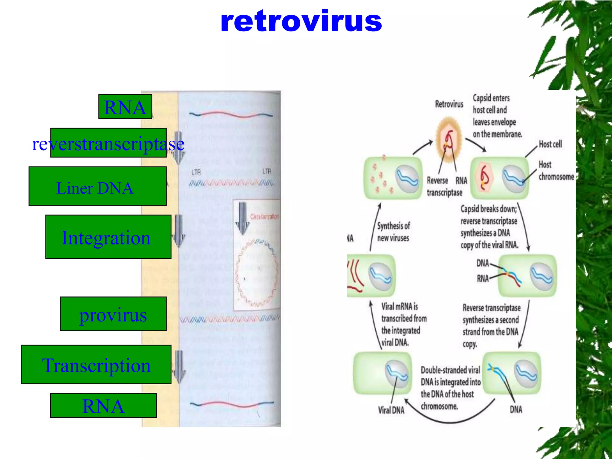 retrovirus

        RNA
reverstranscriptase

  Liner DNA

   Integration


     provirus

 Transcription

      RNA
 