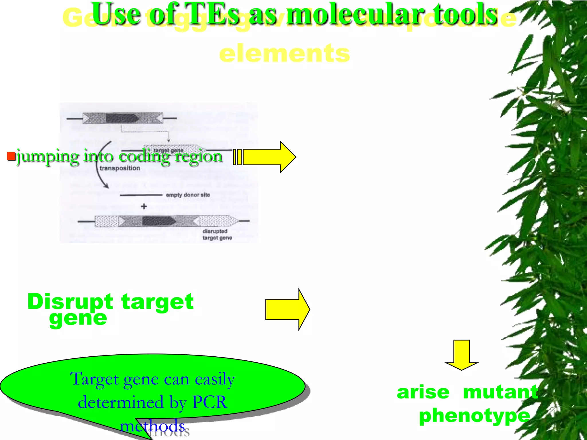 Gene taggingas molecular tools
       Use of TEs with transposable
                elements


jumping   into coding region




  Disrupt target
    gene

       Target gene can easily
        determined by PCR       arise mutant
             methods              phenotype
 