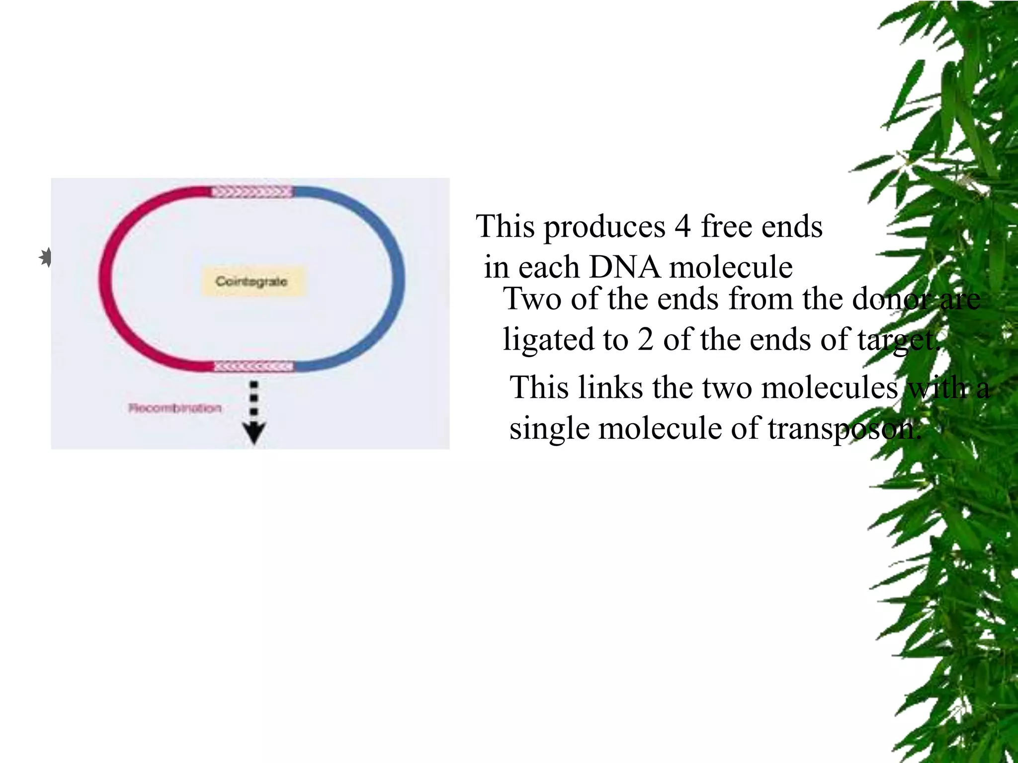 This produces 4 free ends
   get   in each DNA molecule
            Two of the ends from the donor are
            ligated to 2 of the ends of target.
             This links the two molecules with a
             single molecule of transposon.
 