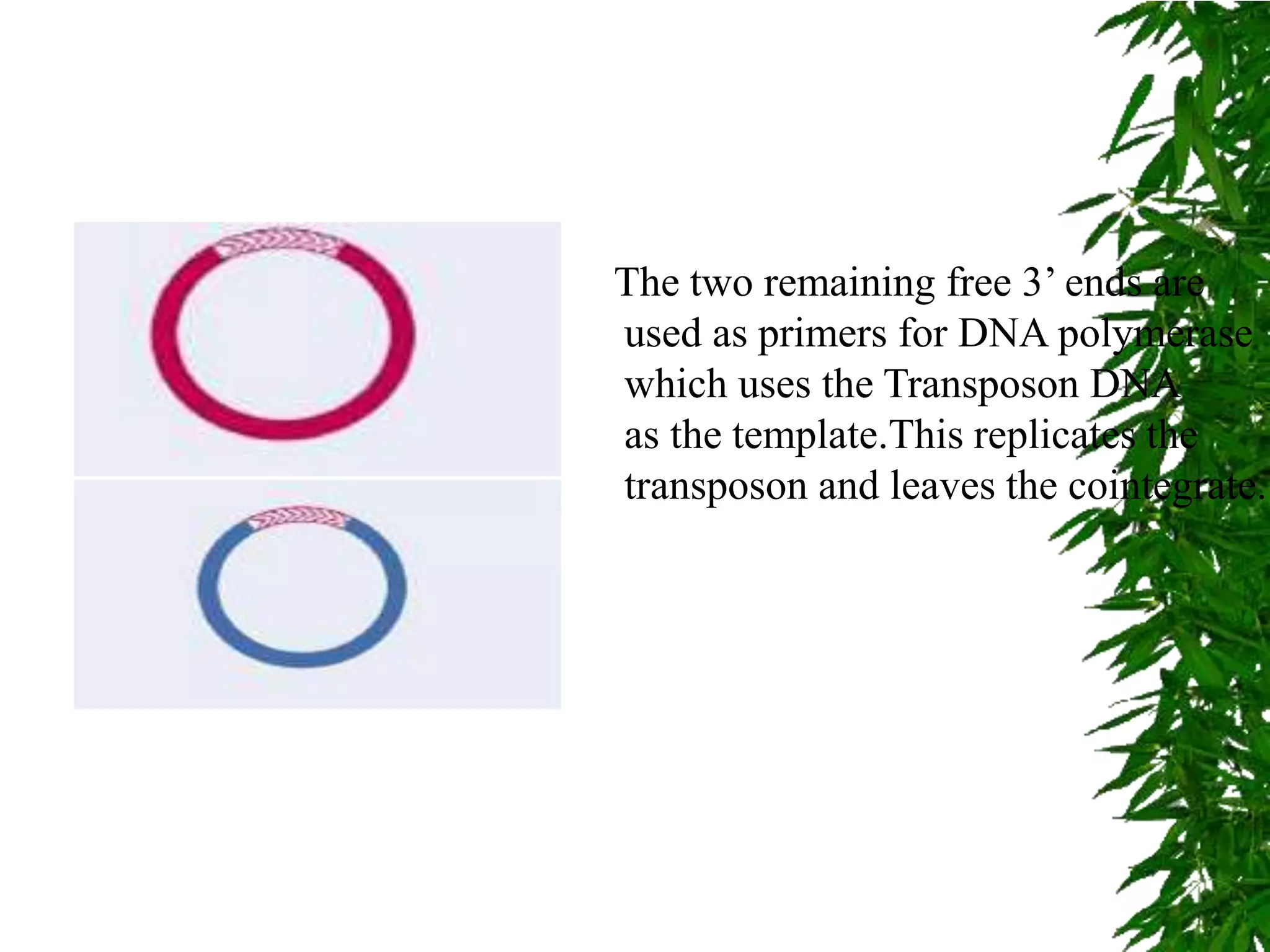 The two remaining free 3’ ends are
used as primers for DNA polymerase
which uses the Transposon DNA
as the template.This replicates the
transposon and leaves the cointegrate.
 