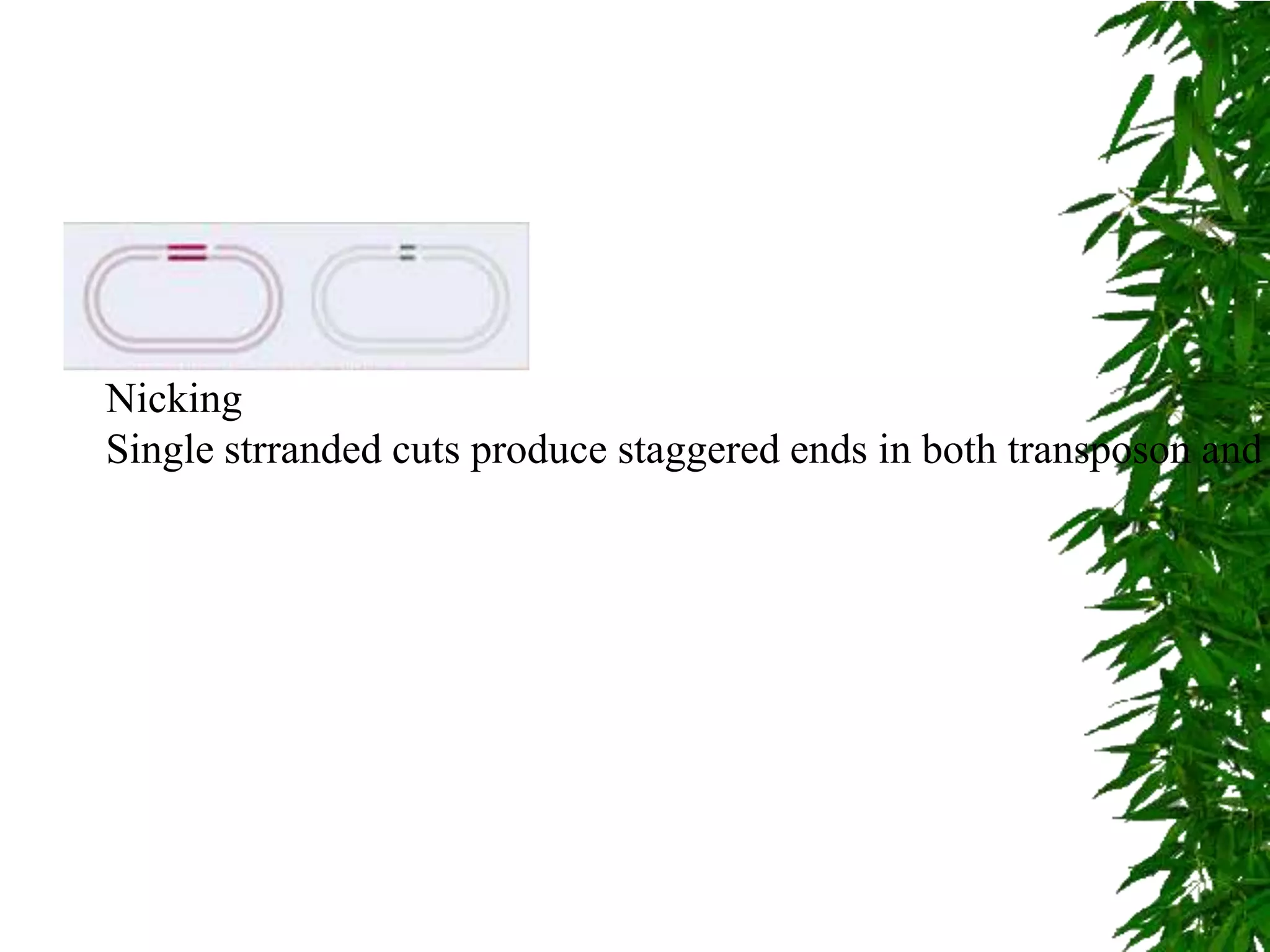 Nicking
Single strranded cuts produce staggered ends in both transposon and
 