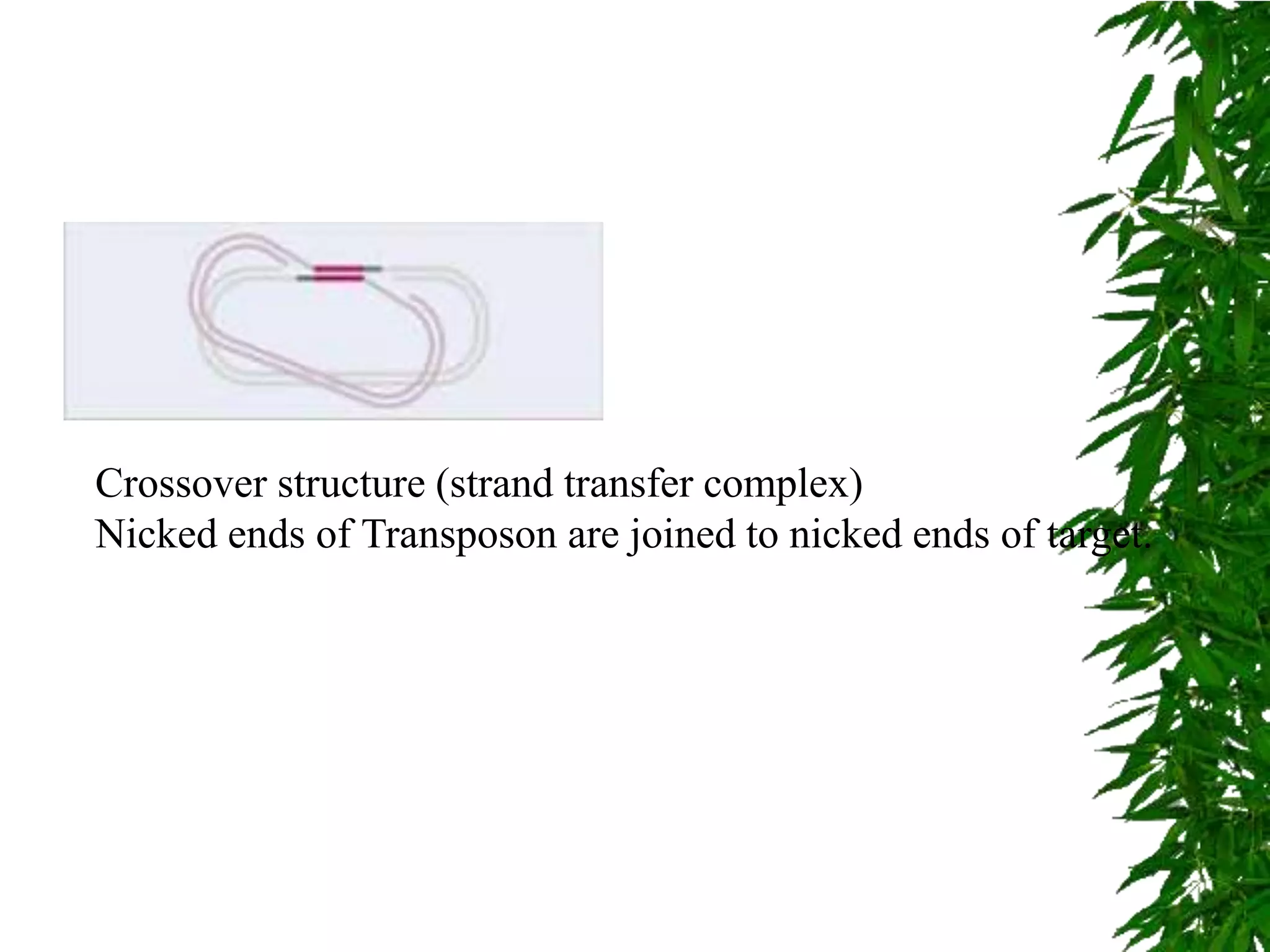 Crossover structure (strand transfer complex)
Nicked ends of Transposon are joined to nicked ends of target.
 