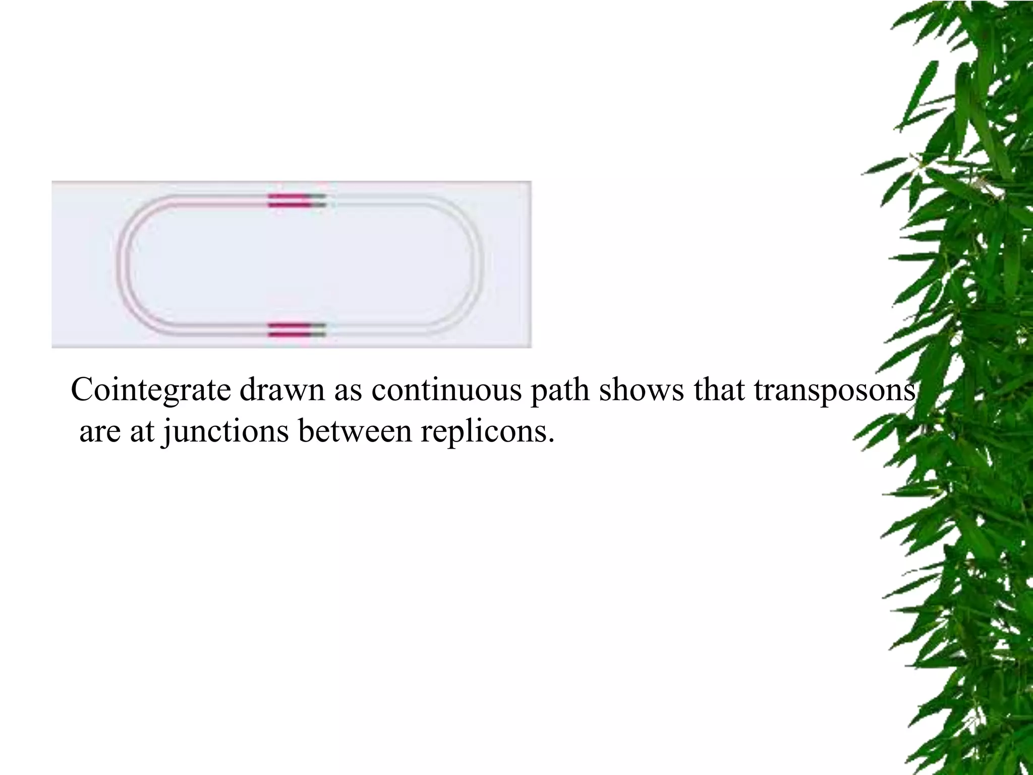 Cointegrate drawn as continuous path shows that transposons
are at junctions between replicons.
 