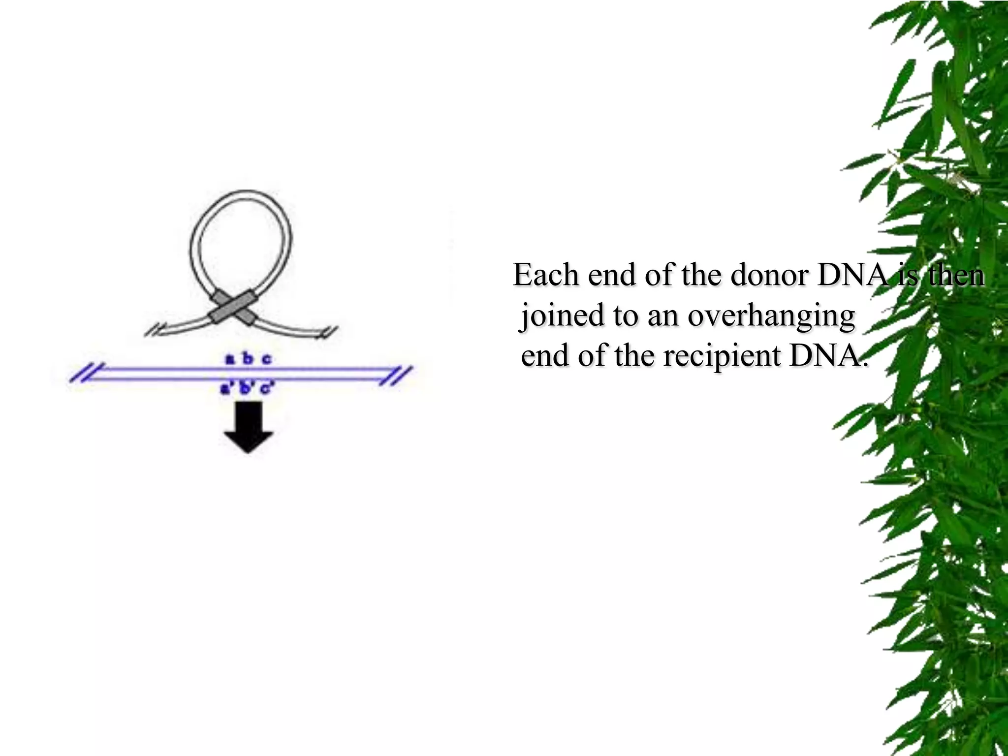 Each end of the donor DNA is then
joined to an overhanging
end of the recipient DNA.
 