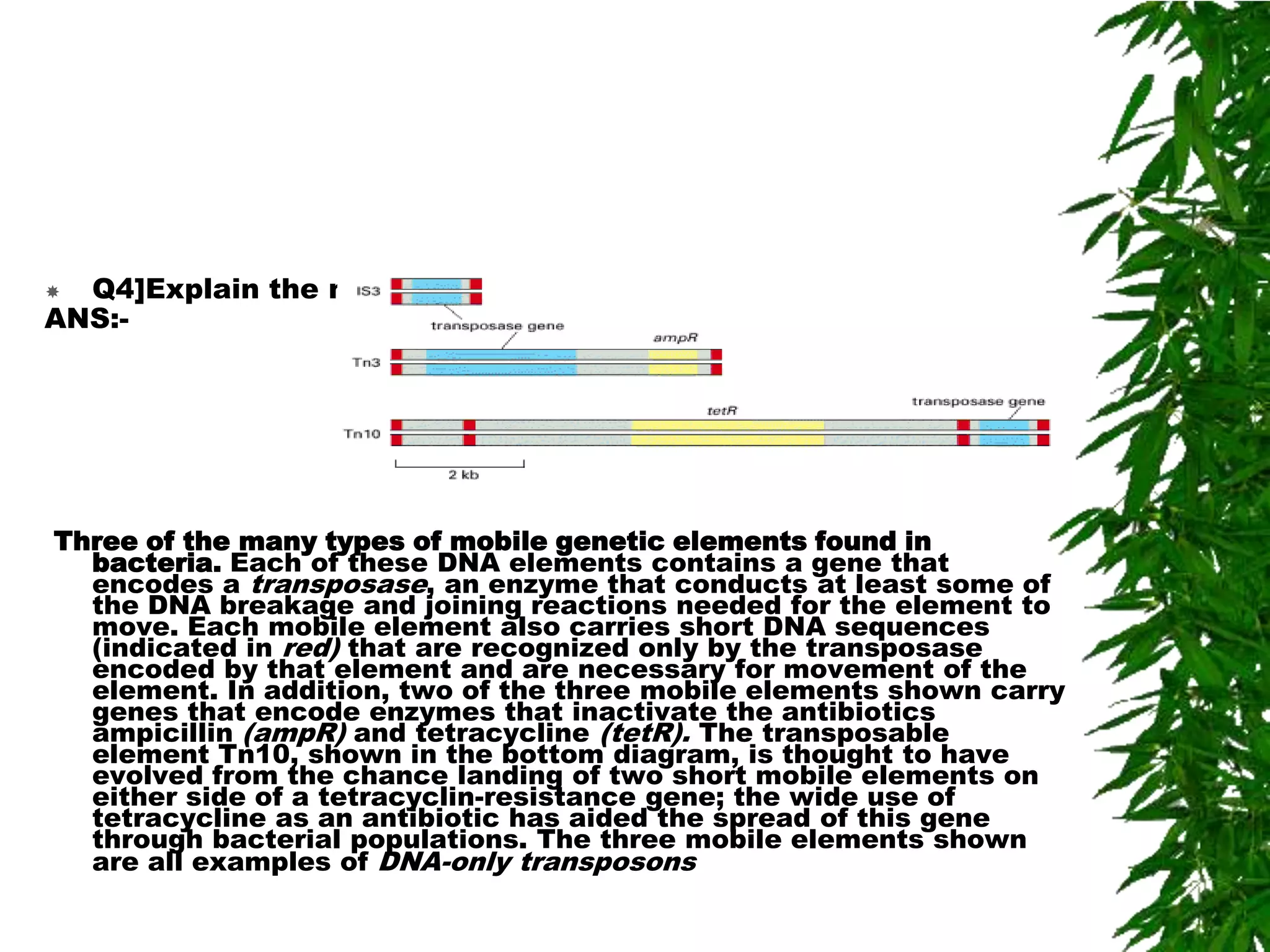  Q4]Explain the mobile genetic elements found in bacteria.
ANS:-




Three of the many types of mobile genetic elements found in
  bacteria. Each of these DNA elements contains a gene that
  encodes a transposase, an enzyme that conducts at least some of
  the DNA breakage and joining reactions needed for the element to
  move. Each mobile element also carries short DNA sequences
  (indicated in red) that are recognized only by the transposase
  encoded by that element and are necessary for movement of the
  element. In addition, two of the three mobile elements shown carry
  genes that encode enzymes that inactivate the antibiotics
  ampicillin (ampR) and tetracycline (tetR). The transposable
  element Tn10, shown in the bottom diagram, is thought to have
  evolved from the chance landing of two short mobile elements on
  either side of a tetracyclin-resistance gene; the wide use of
  tetracycline as an antibiotic has aided the spread of this gene
  through bacterial populations. The three mobile elements shown
  are all examples of DNA-only transposons
 