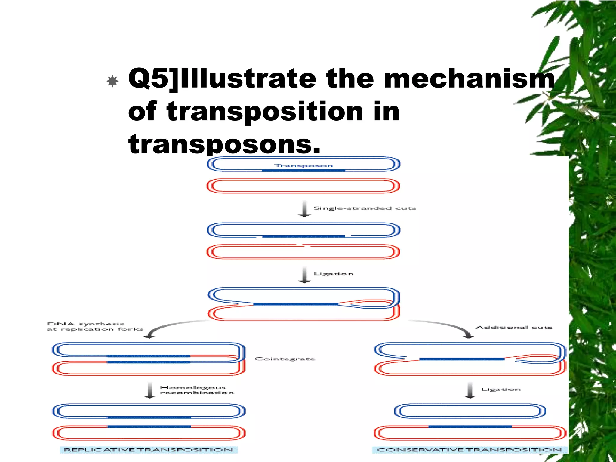  Q5]Illustrate the mechanism
  of transposition in
  transposons.
 ANS:-
 