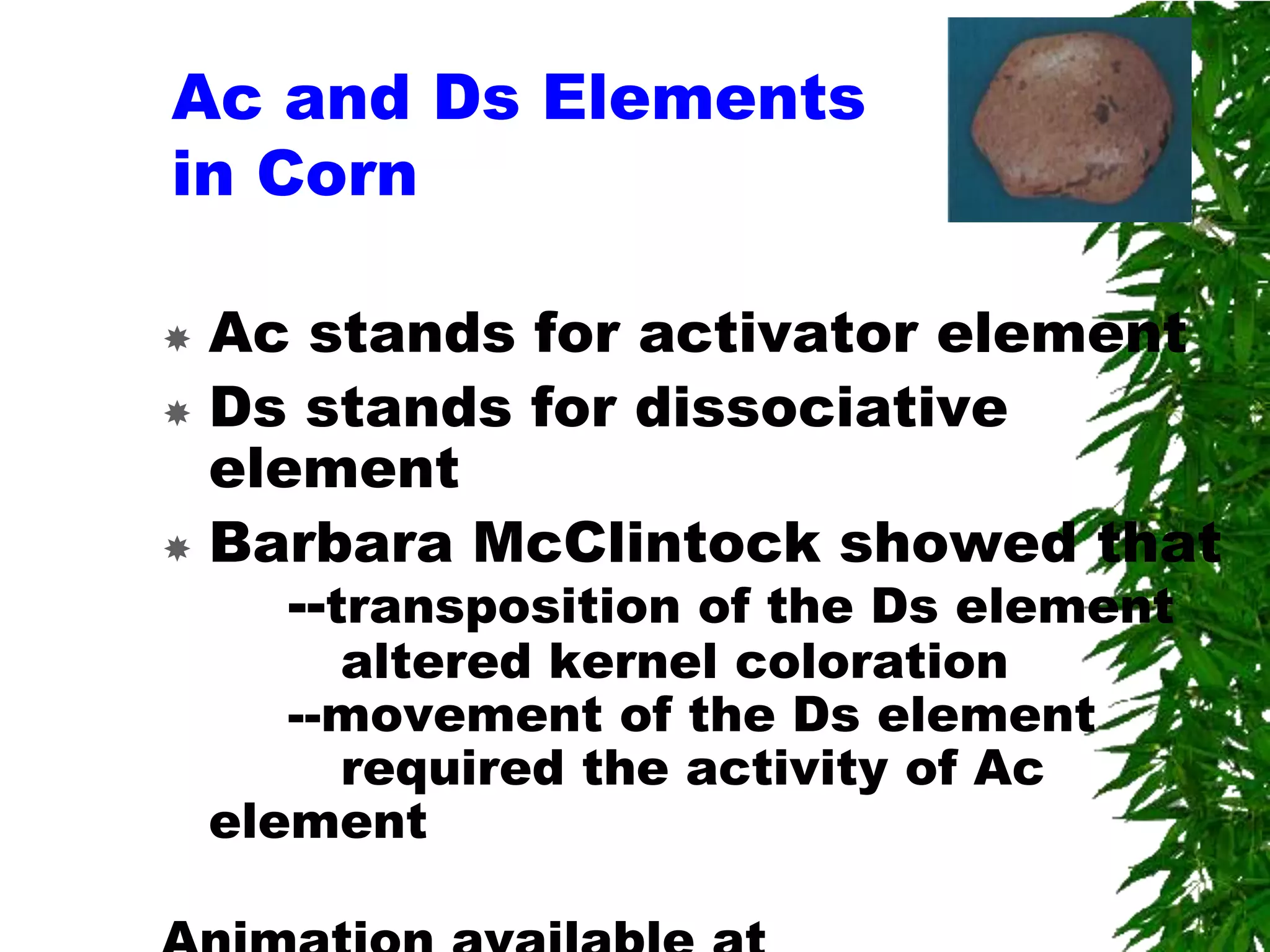 Ac and Ds Elements
in Corn

 Ac stands for activator element
 Ds stands for dissociative
  element
 Barbara McClintock showed that
     --transposition of the Ds element
         altered kernel coloration
       --movement of the Ds element
         required the activity of Ac
    element
 