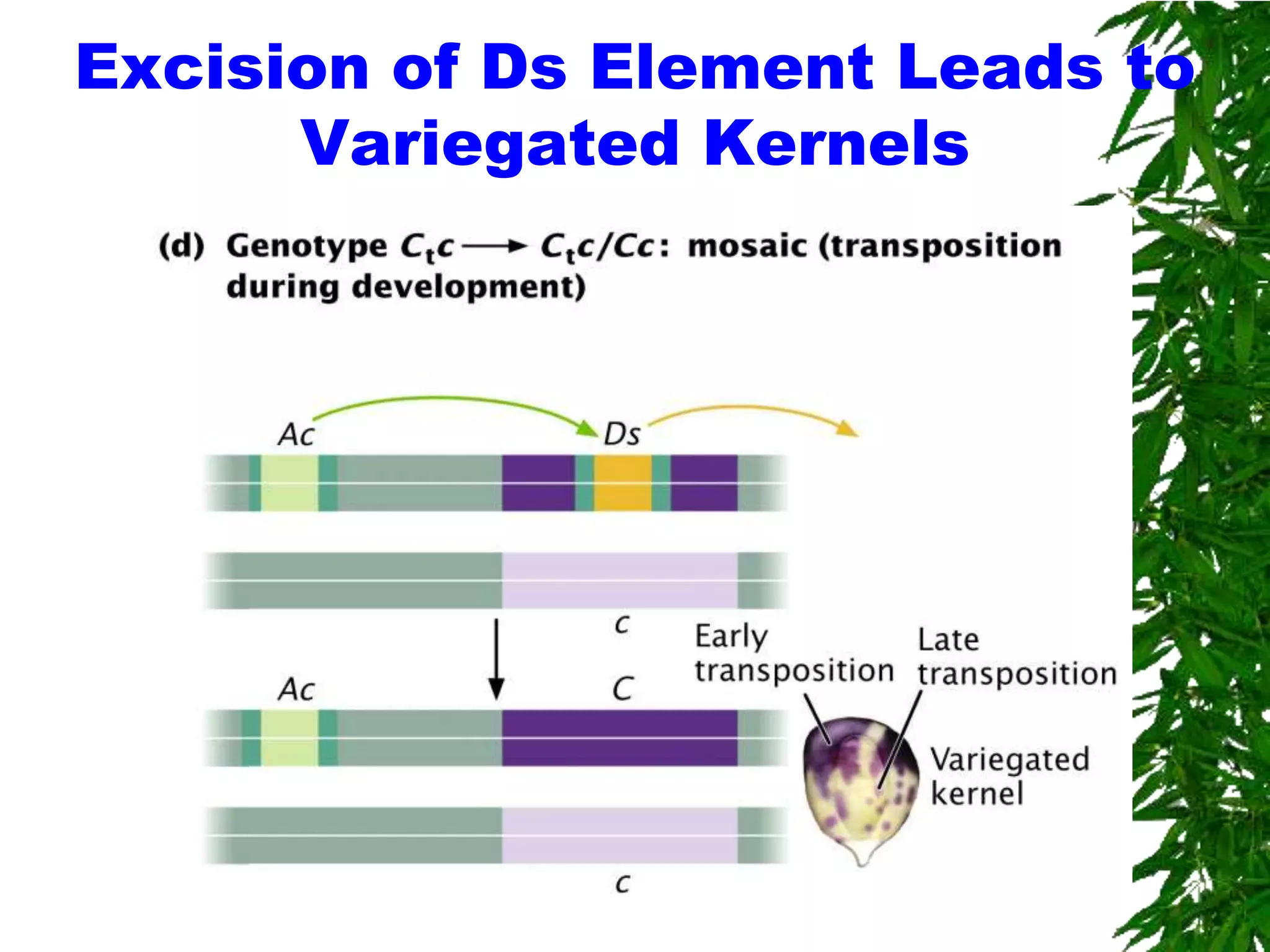 Excision of Ds Element Leads to
      Variegated Kernels
 