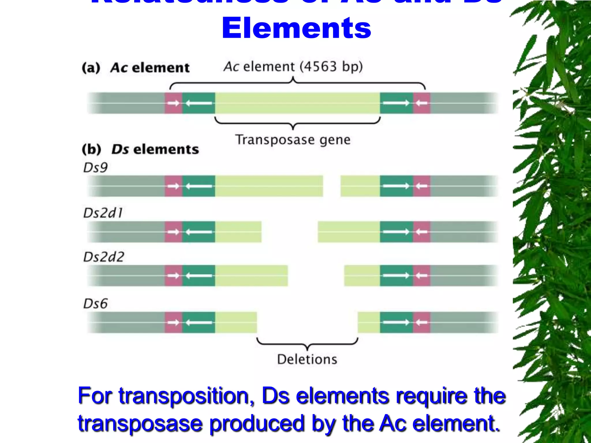 Relatedness of Ac and Ds
        Elements




For transposition, Ds elements require the
transposase produced by the Ac element.
 