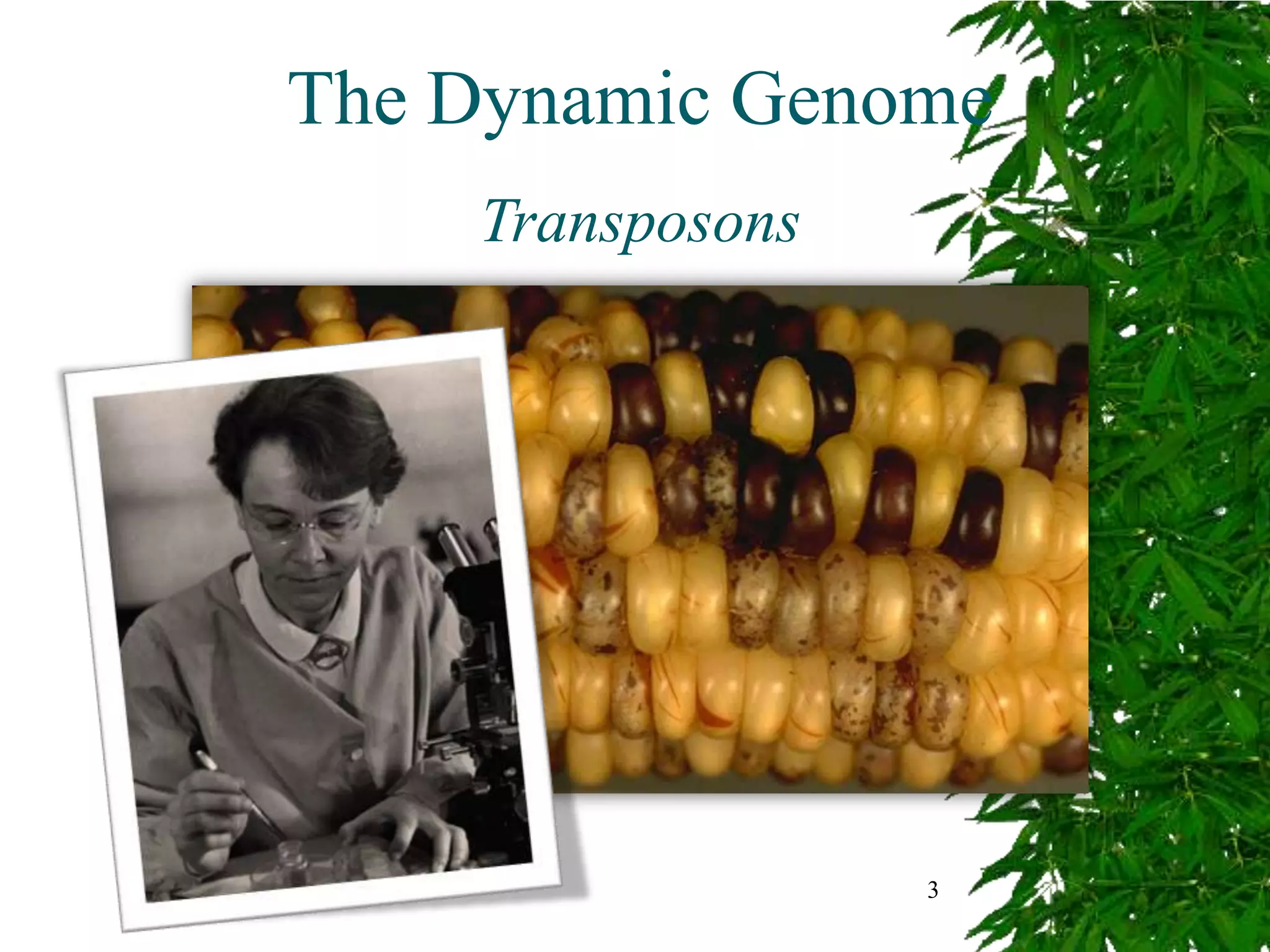 The Dynamic Genome
    Transposons




                  3
 