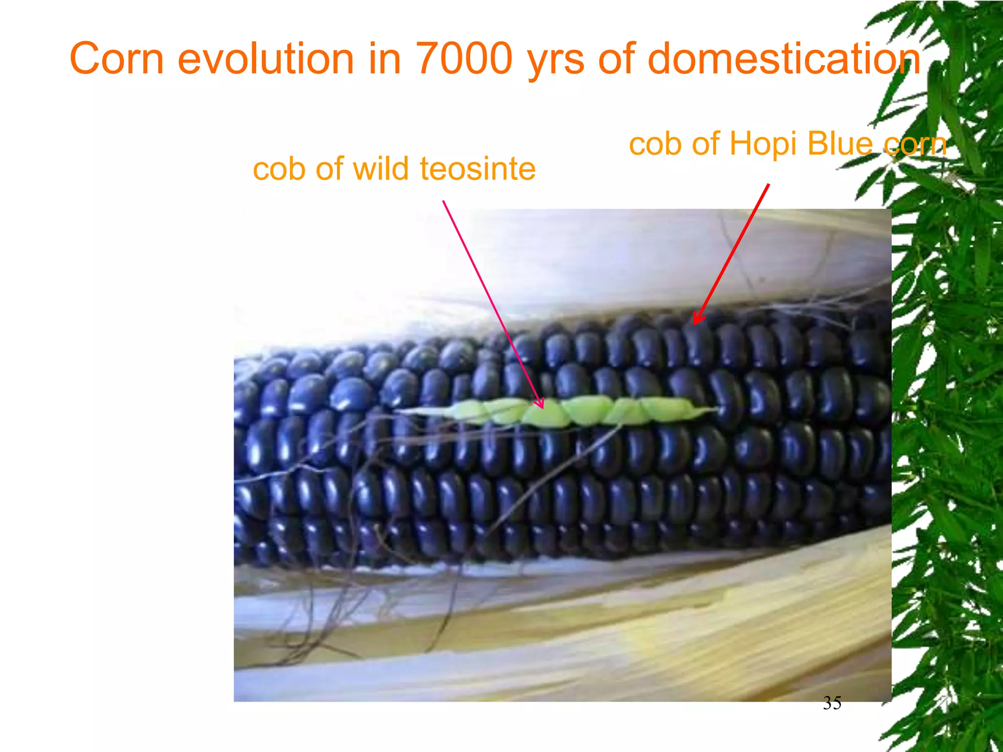 Corn evolution in 7000 yrs of domestication
                                cob of Hopi Blue corn
         cob of wild teosinte




                                            35
 