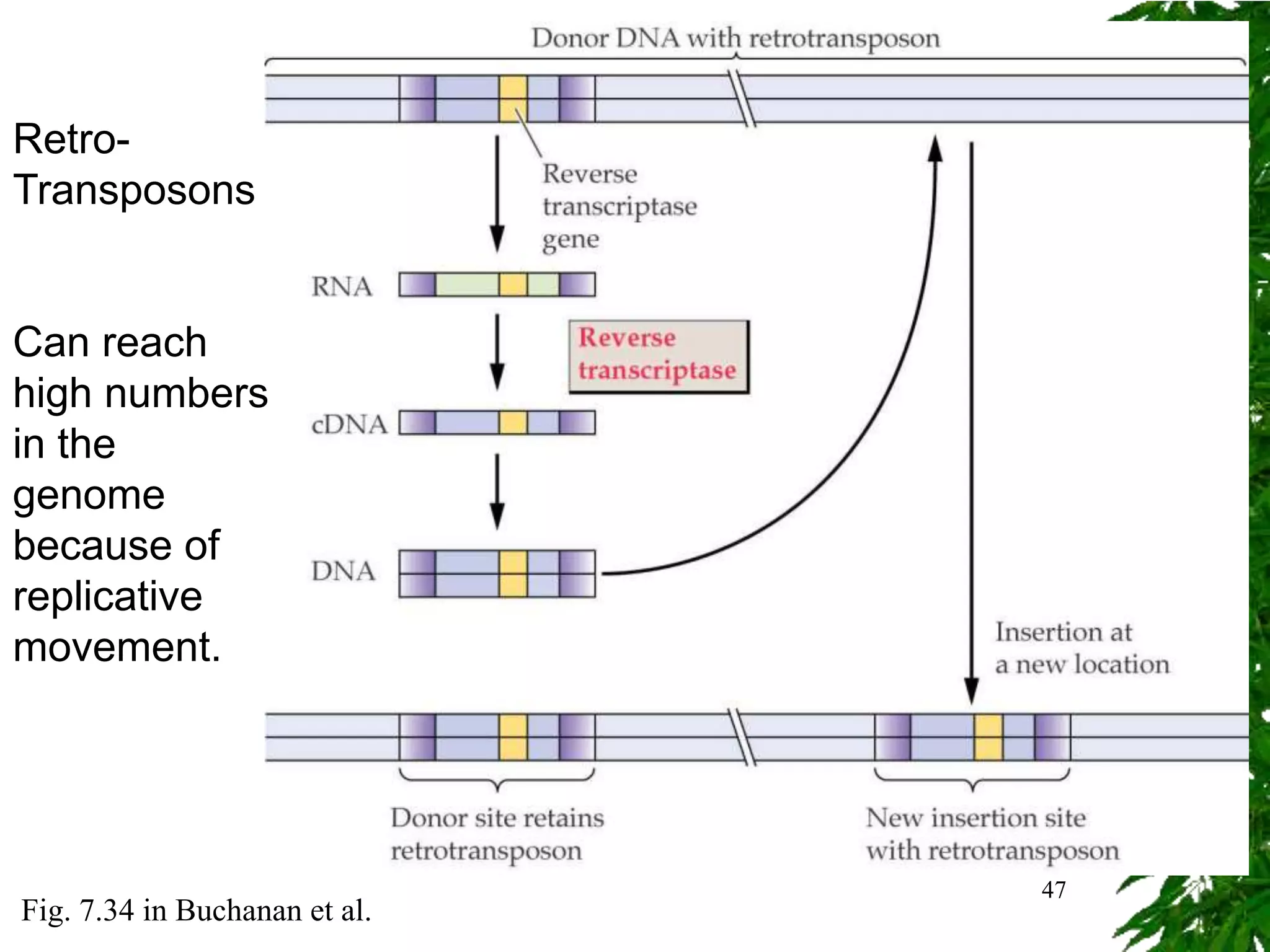Retro-
Transposons


Can reach
high numbers
in the
genome
because of
replicative
movement.




                               47
Fig. 7.34 in Buchanan et al.
 