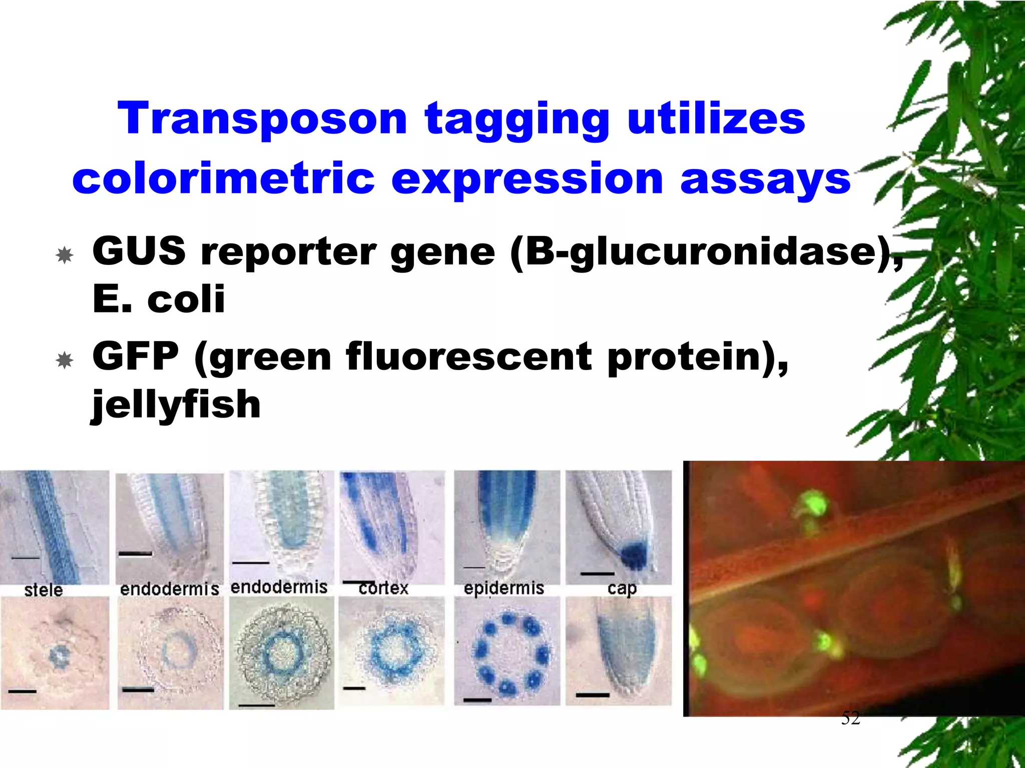 Transposon tagging utilizes
colorimetric expression assays
   GUS reporter gene (B-glucuronidase),
    E. coli
   GFP (green fluorescent protein),
    jellyfish




                                     52
 