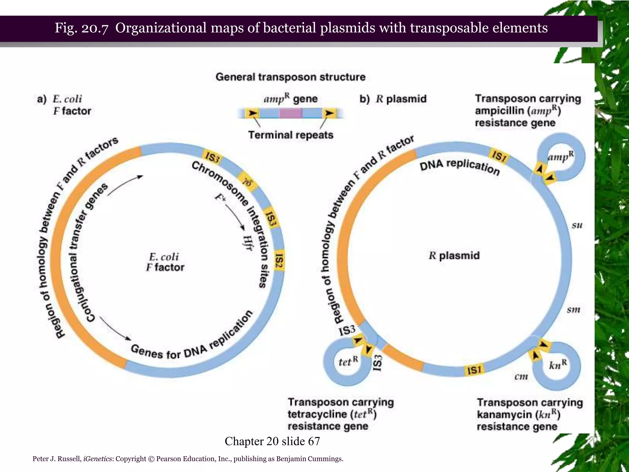 Fig. 20.7 Organizational maps of bacterial plasmids with transposable elements




                                                            Chapter 20 slide 67
Peter J. Russell, iGenetics: Copyright © Pearson Education, Inc., publishing as Benjamin Cummings.
 