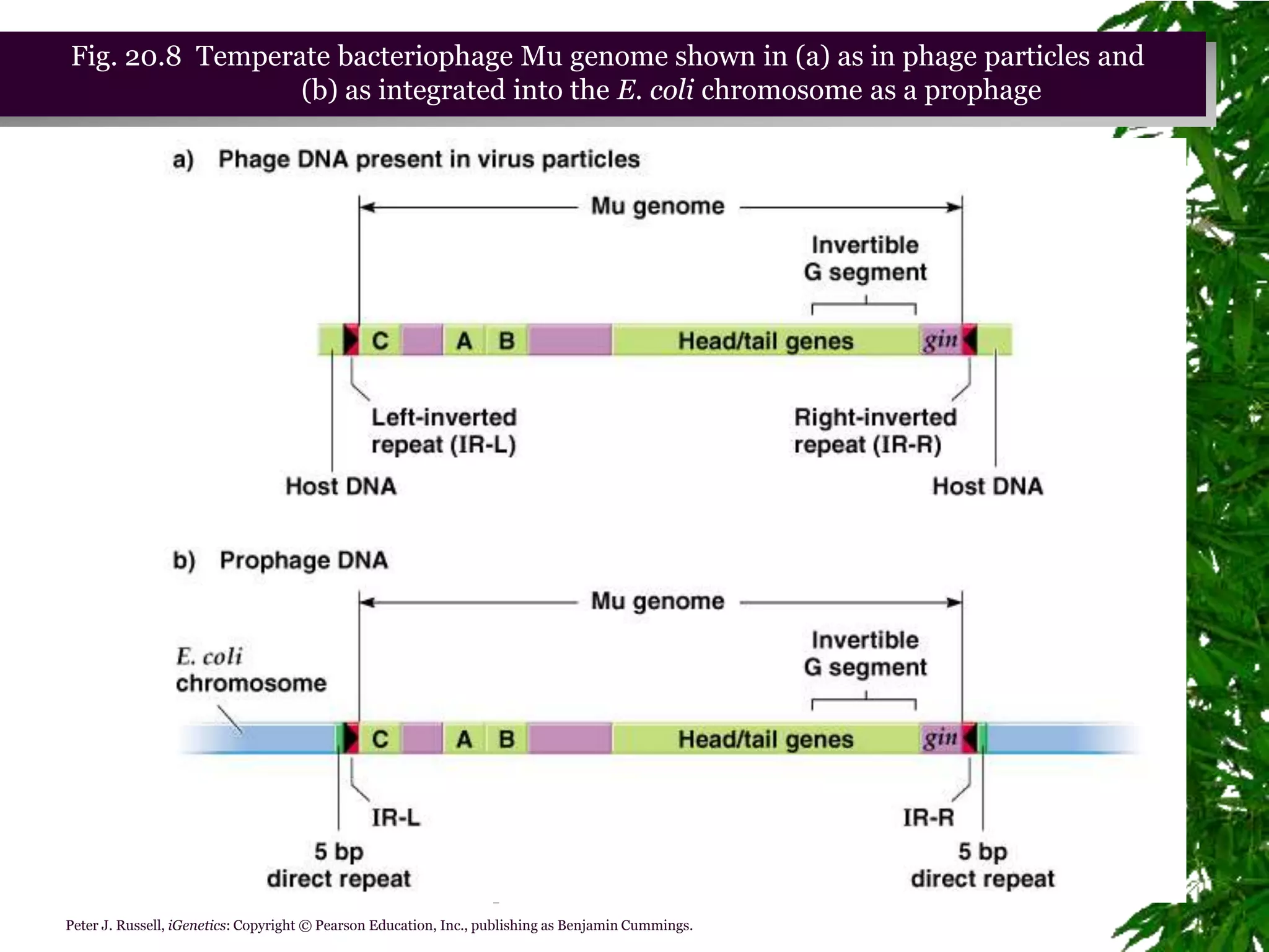 Fig. 20.8 Temperate bacteriophage Mu genome shown in (a) as in phage particles and
                 (b) as integrated into the E. coli chromosome as a prophage




                                                            Chapter 20 slide 69
Peter J. Russell, iGenetics: Copyright © Pearson Education, Inc., publishing as Benjamin Cummings.
 