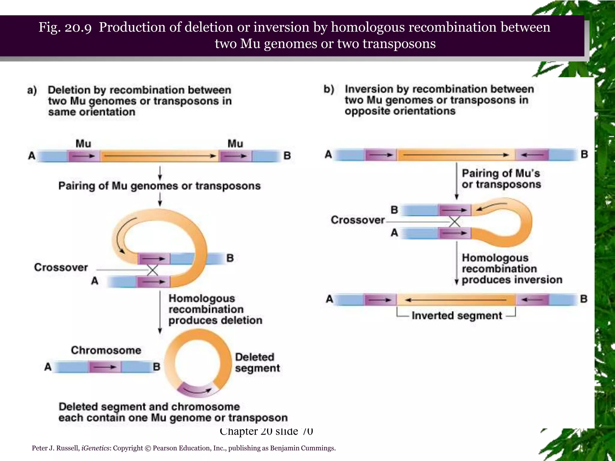 Fig. 20.9 Production of deletion or inversion by homologous recombination between
                               two Mu genomes or two transposons




                                                            Chapter 20 slide 70
Peter J. Russell, iGenetics: Copyright © Pearson Education, Inc., publishing as Benjamin Cummings.
 