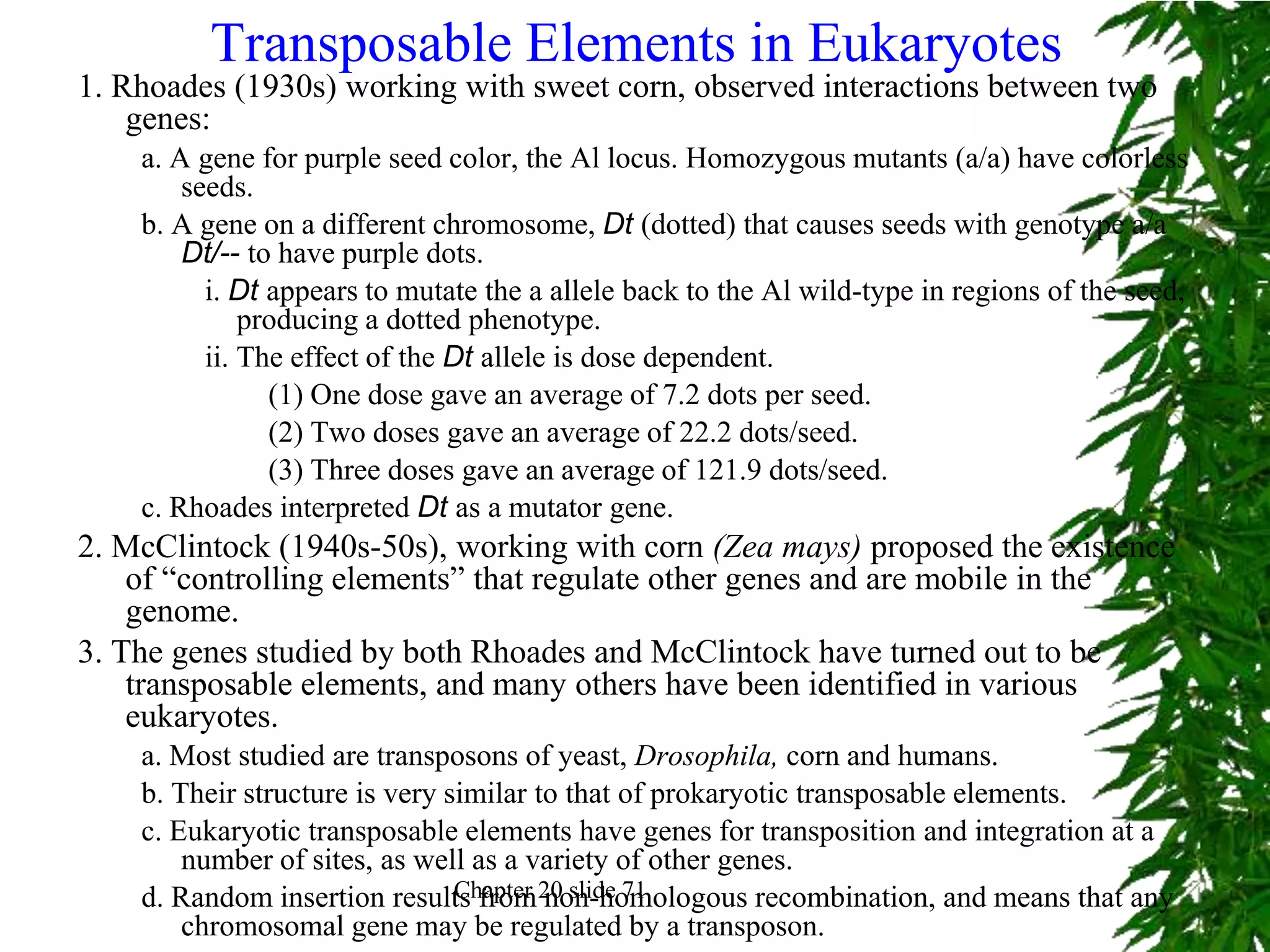 Transposable Elements in Eukaryotes
1. Rhoades (1930s) working with sweet corn, observed interactions between two
    genes:
    a. A gene for purple seed color, the Al locus. Homozygous mutants (a/a) have colorless
        seeds.
    b. A gene on a different chromosome, Dt (dotted) that causes seeds with genotype a/a
        Dt/-- to have purple dots.
          i. Dt appears to mutate the a allele back to the Al wild-type in regions of the seed,
              producing a dotted phenotype.
          ii. The effect of the Dt allele is dose dependent.
                (1) One dose gave an average of 7.2 dots per seed.
                (2) Two doses gave an average of 22.2 dots/seed.
                (3) Three doses gave an average of 121.9 dots/seed.
    c. Rhoades interpreted Dt as a mutator gene.
2. McClintock (1940s-50s), working with corn (Zea mays) proposed the existence
    of “controlling elements” that regulate other genes and are mobile in the
    genome.
3. The genes studied by both Rhoades and McClintock have turned out to be
    transposable elements, and many others have been identified in various
    eukaryotes.
    a. Most studied are transposons of yeast, Drosophila, corn and humans.
    b. Their structure is very similar to that of prokaryotic transposable elements.
    c. Eukaryotic transposable elements have genes for transposition and integration at a
        number of sites, as well as a variety of other genes.
    d. Random insertion results from 20 slide 71
                                Chapter non-homologous recombination, and means that any
        chromosomal gene may be regulated by a transposon.
 