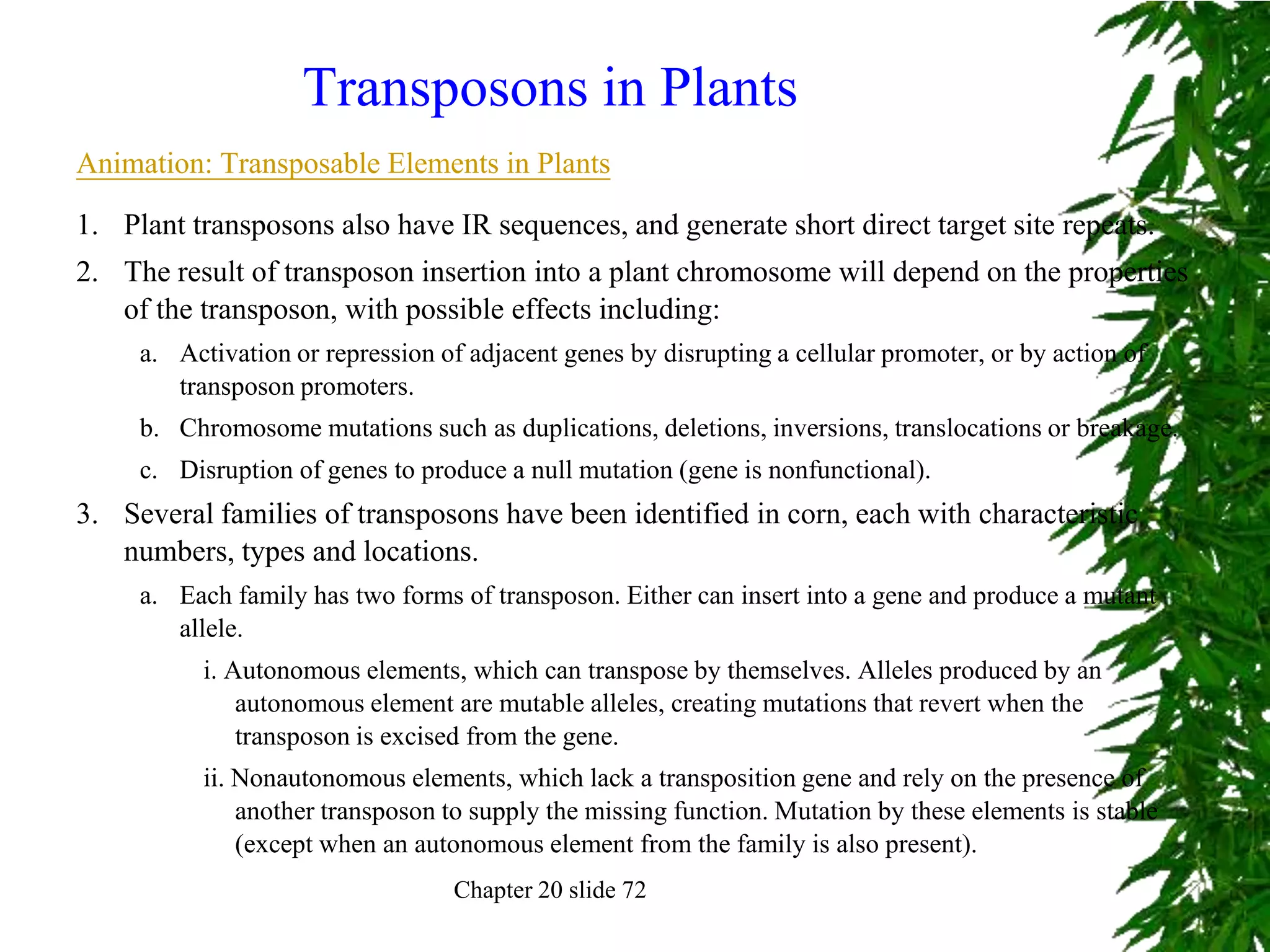 Transposons in Plants
Animation: Transposable Elements in Plants

1. Plant transposons also have IR sequences, and generate short direct target site repeats.
2. The result of transposon insertion into a plant chromosome will depend on the properties
   of the transposon, with possible effects including:
     a. Activation or repression of adjacent genes by disrupting a cellular promoter, or by action of
        transposon promoters.
     b. Chromosome mutations such as duplications, deletions, inversions, translocations or breakage.
     c. Disruption of genes to produce a null mutation (gene is nonfunctional).
3. Several families of transposons have been identified in corn, each with characteristic
   numbers, types and locations.
     a. Each family has two forms of transposon. Either can insert into a gene and produce a mutant
        allele.
           i. Autonomous elements, which can transpose by themselves. Alleles produced by an
               autonomous element are mutable alleles, creating mutations that revert when the
               transposon is excised from the gene.
           ii. Nonautonomous elements, which lack a transposition gene and rely on the presence of
               another transposon to supply the missing function. Mutation by these elements is stable
               (except when an autonomous element from the family is also present).
                                  Chapter 20 slide 72
 