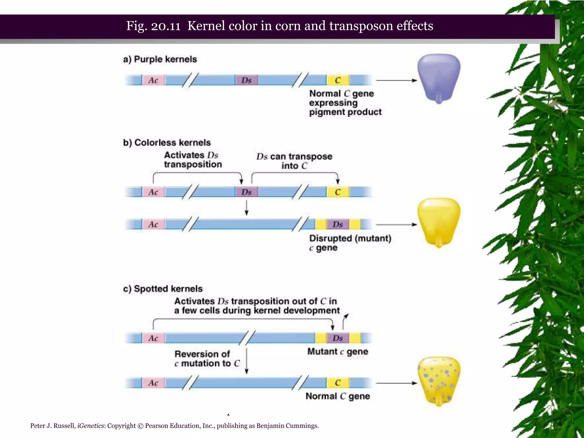 Fig. 20.11 Kernel color in corn and transposon effects




                                                            Chapter 20 slide 75
Peter J. Russell, iGenetics: Copyright © Pearson Education, Inc., publishing as Benjamin Cummings.
 
