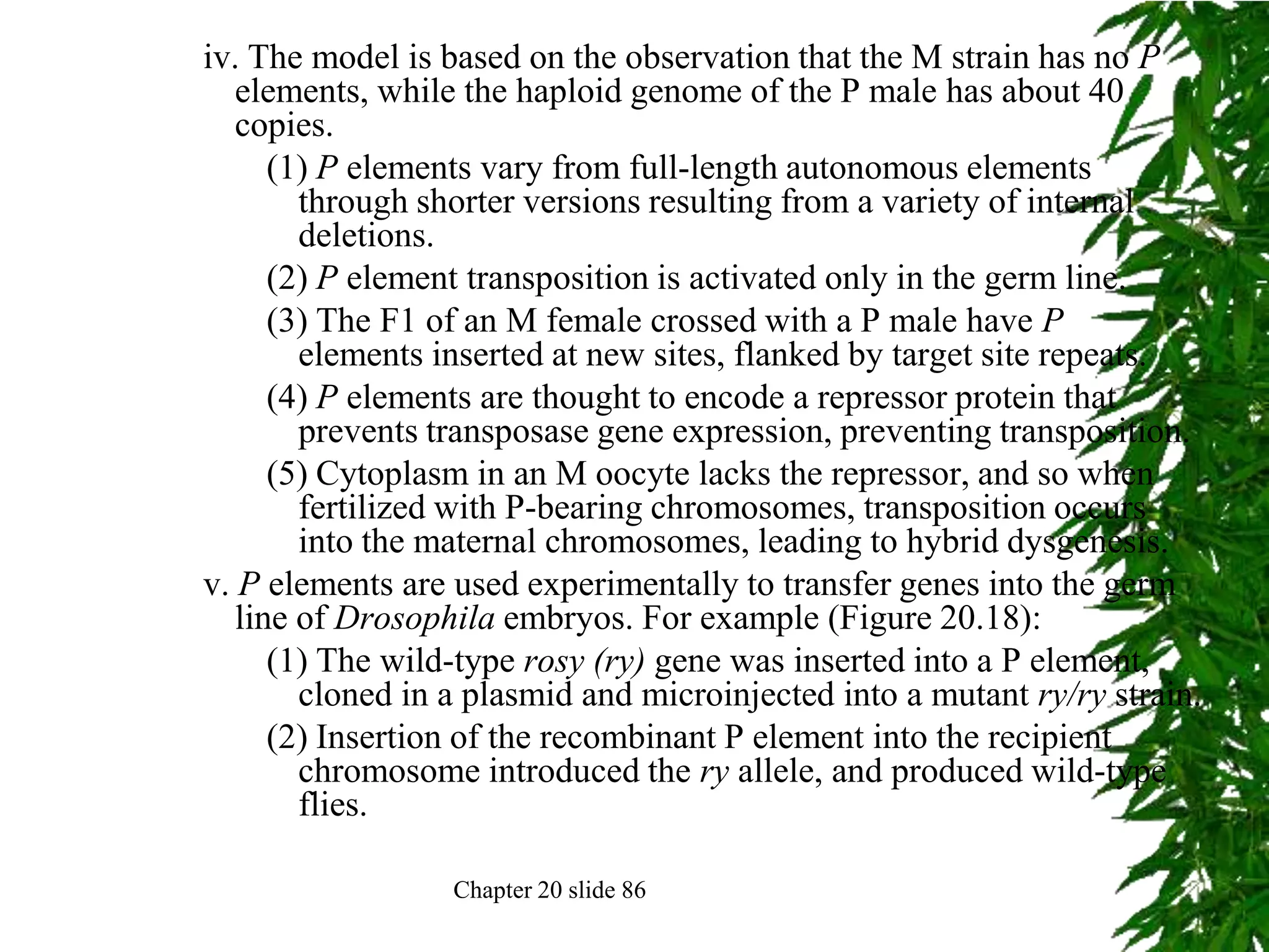 iv. The model is based on the observation that the M strain has no P
   elements, while the haploid genome of the P male has about 40
   copies.
      (1) P elements vary from full-length autonomous elements
        through shorter versions resulting from a variety of internal
        deletions.
      (2) P element transposition is activated only in the germ line.
      (3) The F1 of an M female crossed with a P male have P
        elements inserted at new sites, flanked by target site repeats.
      (4) P elements are thought to encode a repressor protein that
        prevents transposase gene expression, preventing transposition.
      (5) Cytoplasm in an M oocyte lacks the repressor, and so when
        fertilized with P-bearing chromosomes, transposition occurs
        into the maternal chromosomes, leading to hybrid dysgenesis.
v. P elements are used experimentally to transfer genes into the germ
   line of Drosophila embryos. For example (Figure 20.18):
      (1) The wild-type rosy (ry) gene was inserted into a P element,
        cloned in a plasmid and microinjected into a mutant ry/ry strain.
      (2) Insertion of the recombinant P element into the recipient
        chromosome introduced the ry allele, and produced wild-type
        flies.

                  Chapter 20 slide 86
 